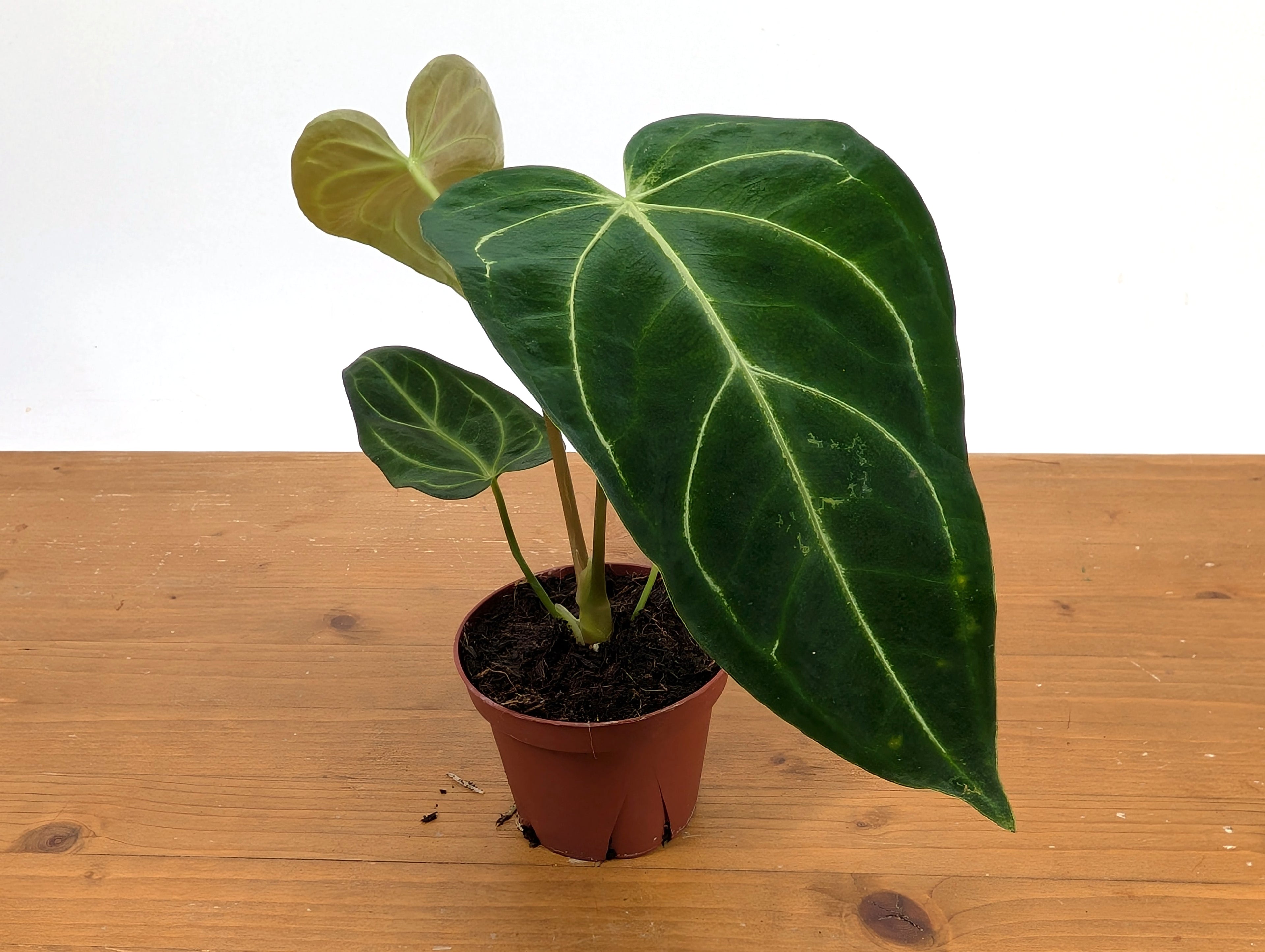 Anthurium Regale