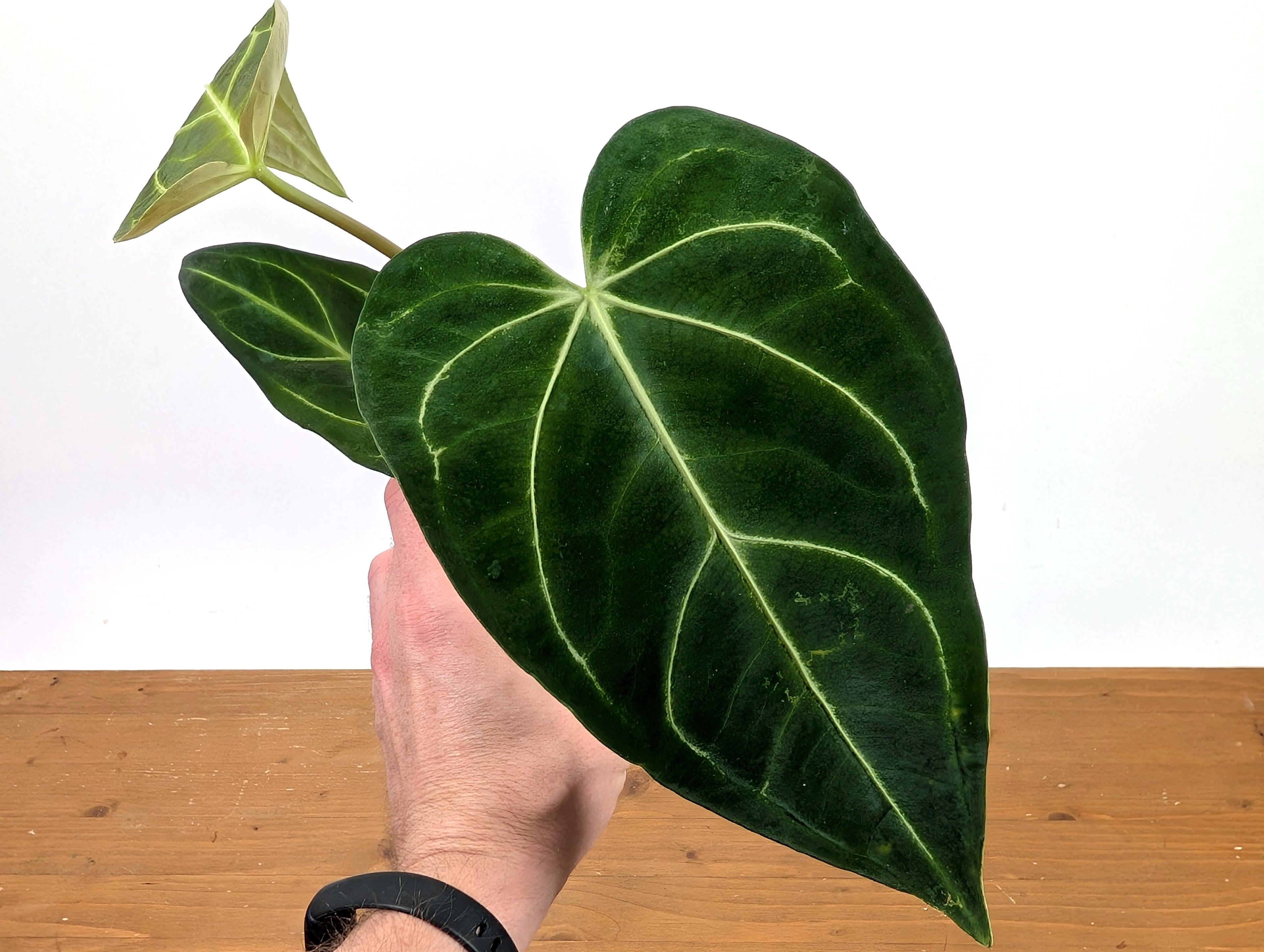 Anthurium Regale