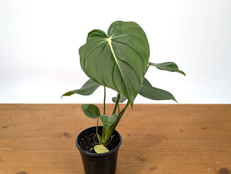 Philodendron McDowell (Gloriosum x Pastazanum)