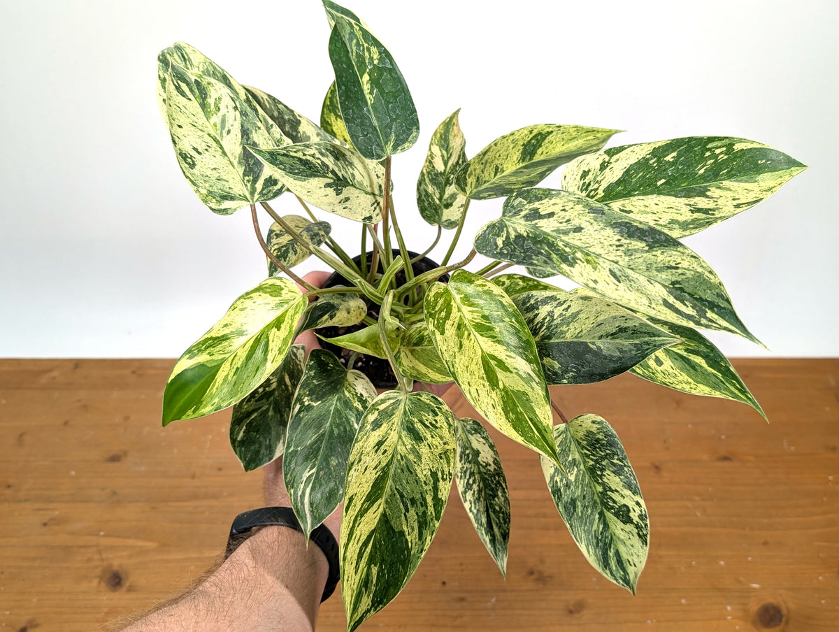 Philodendron Emerald King
