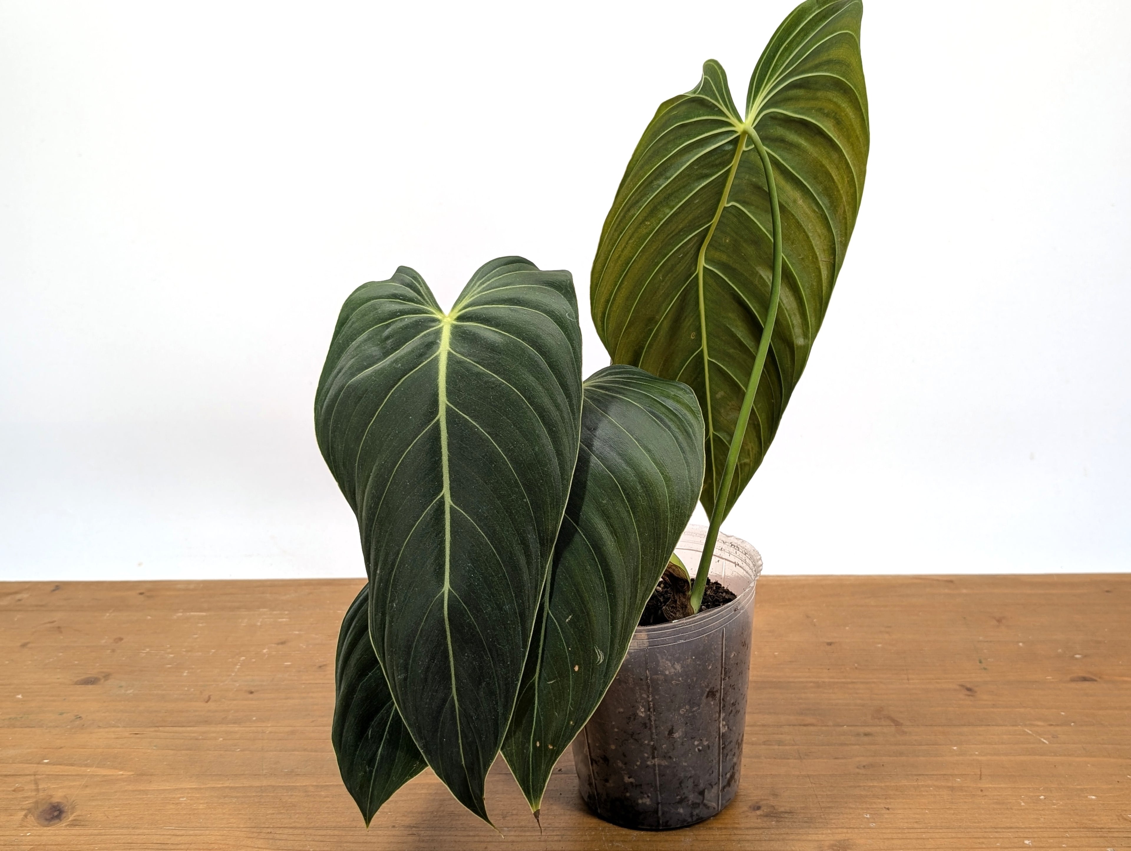 Philodendron Melanochrysum - Exact Plant 4" Pot - Large Leaves