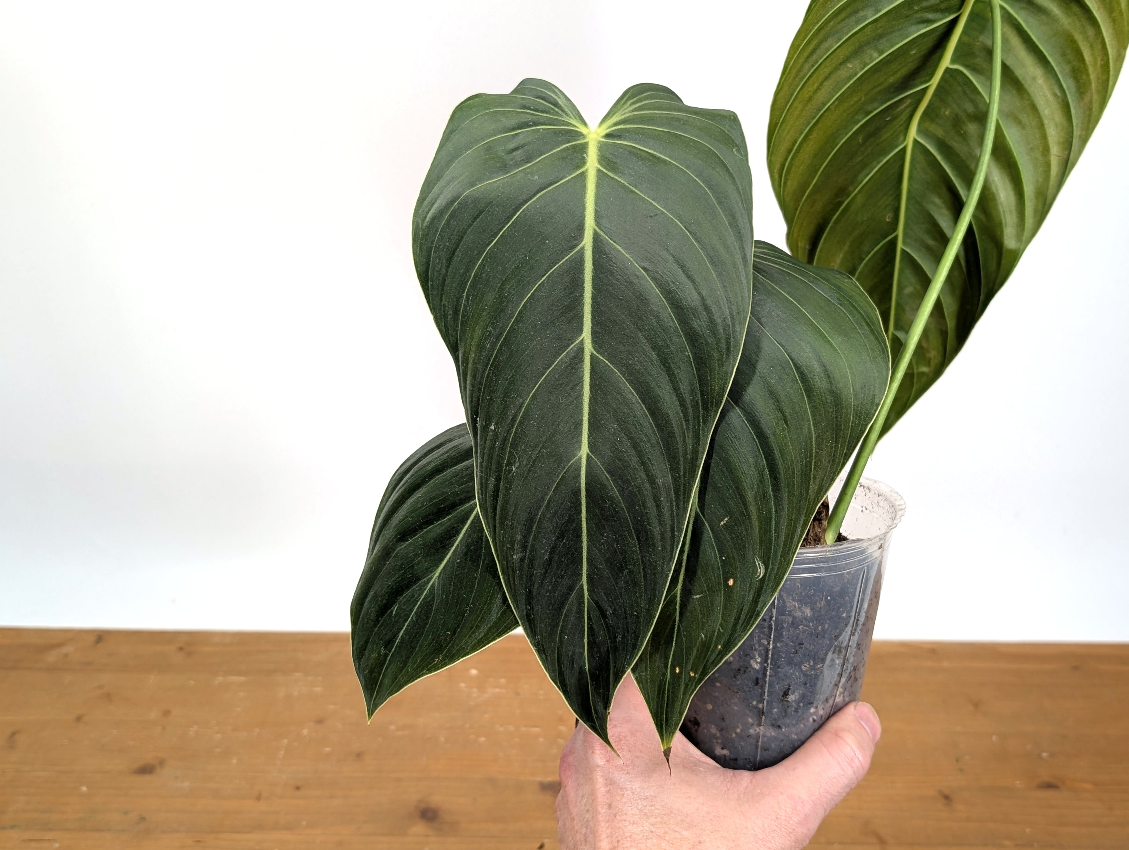Philodendron Melanochrysum - Exact Plant 4" Pot - Large Leaves