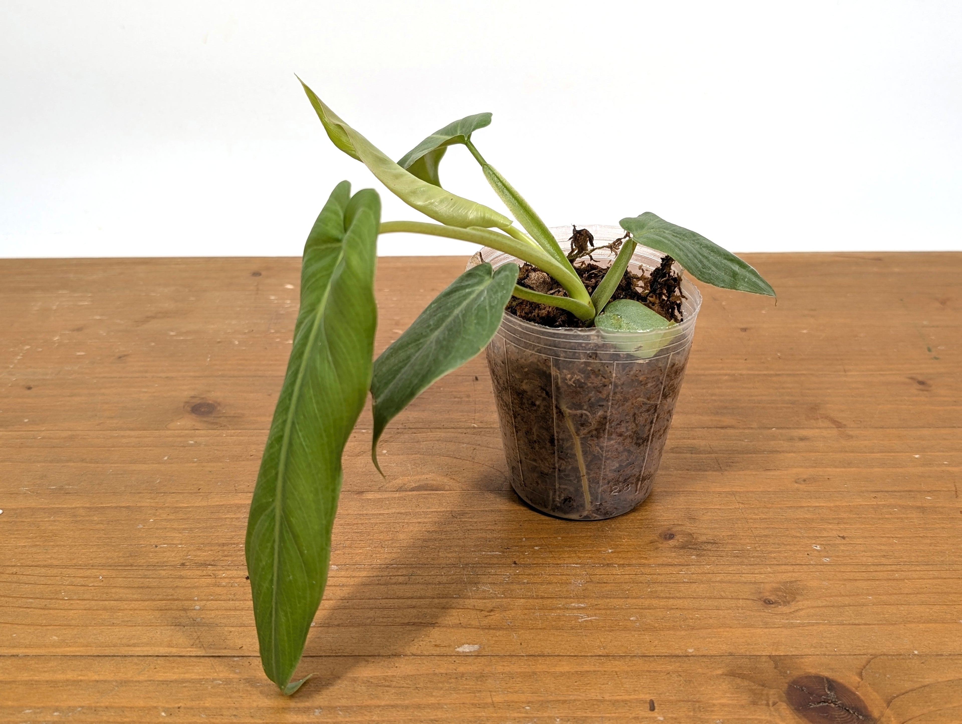 Philodendron Maximum