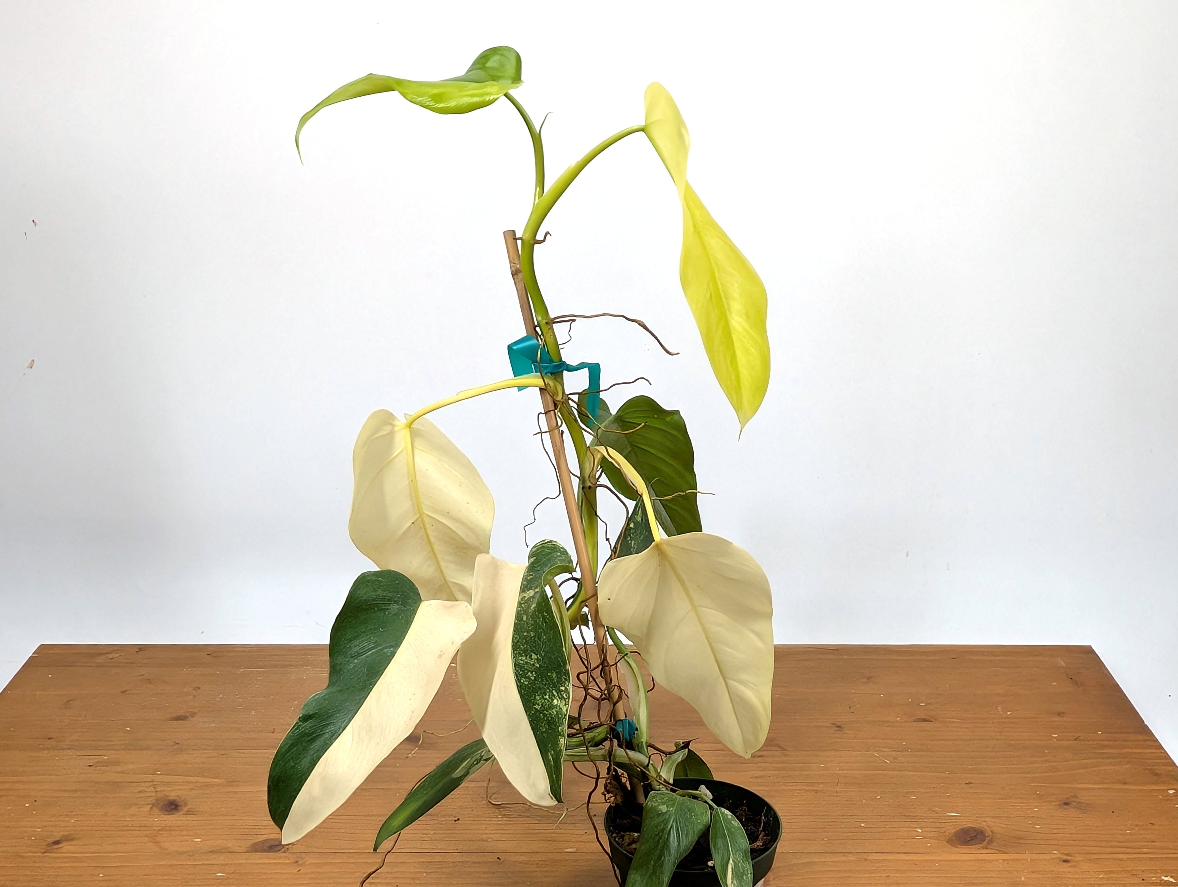 EXACT - Philodendron Mango Shake (Domesticum Variegated) | 4 Inch