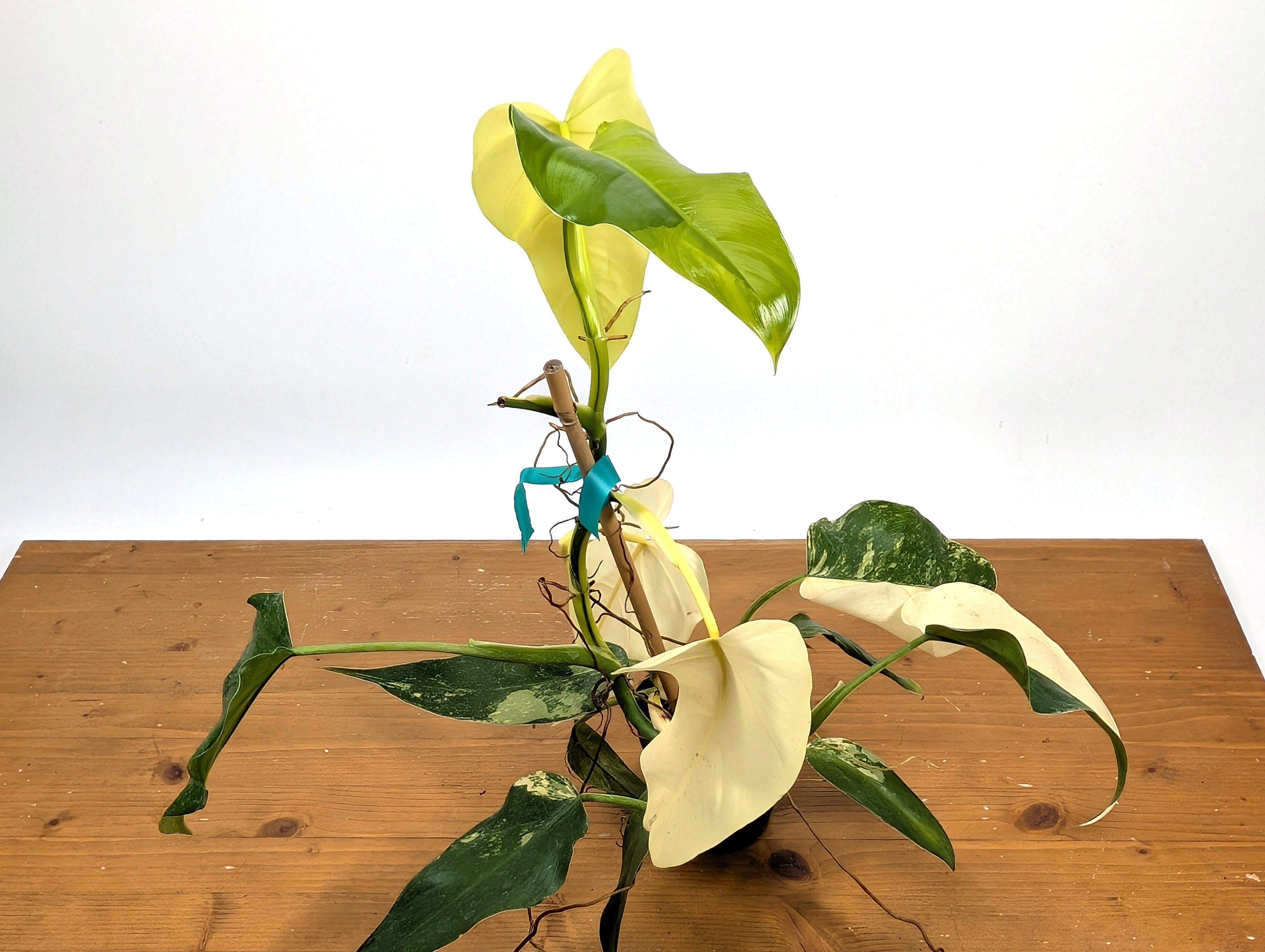 EXACT - Philodendron Mango Shake (Domesticum Variegated) | 4 Inch