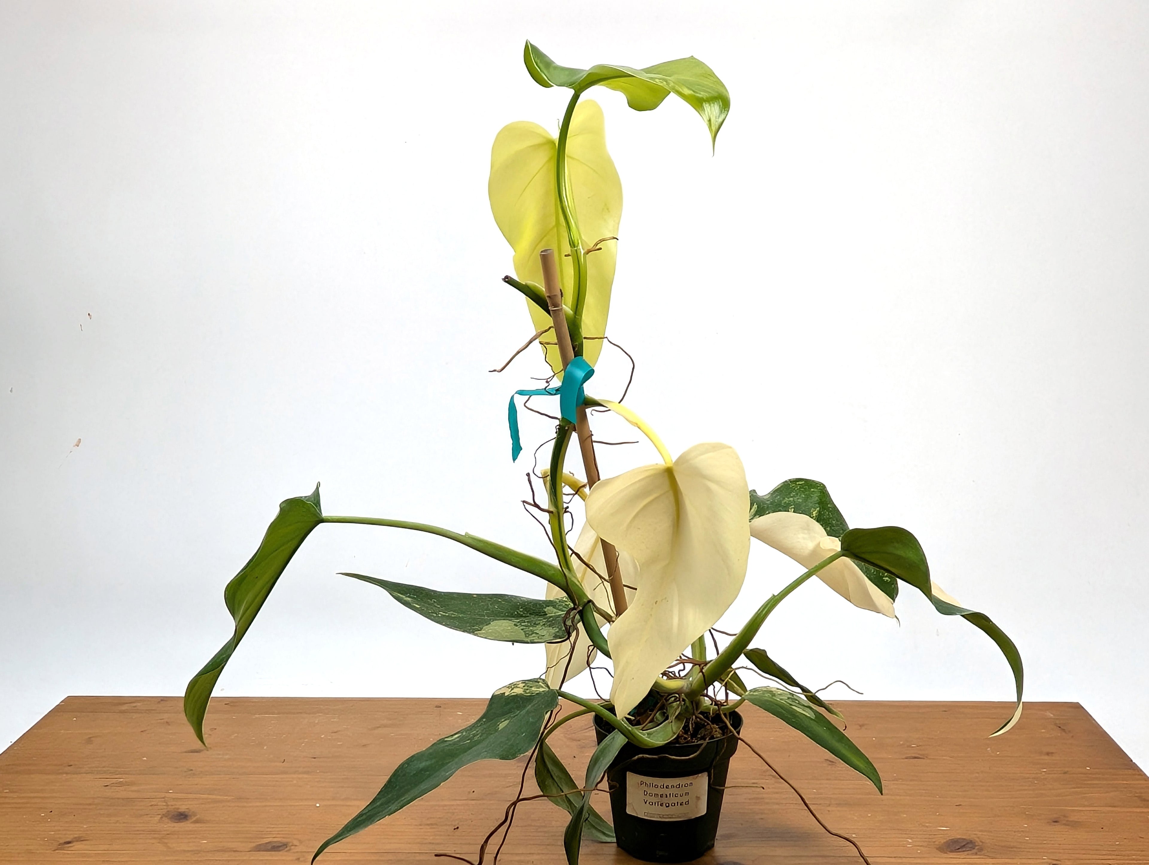 EXACT - Philodendron Mango Shake (Domesticum Variegated) | 4 Inch