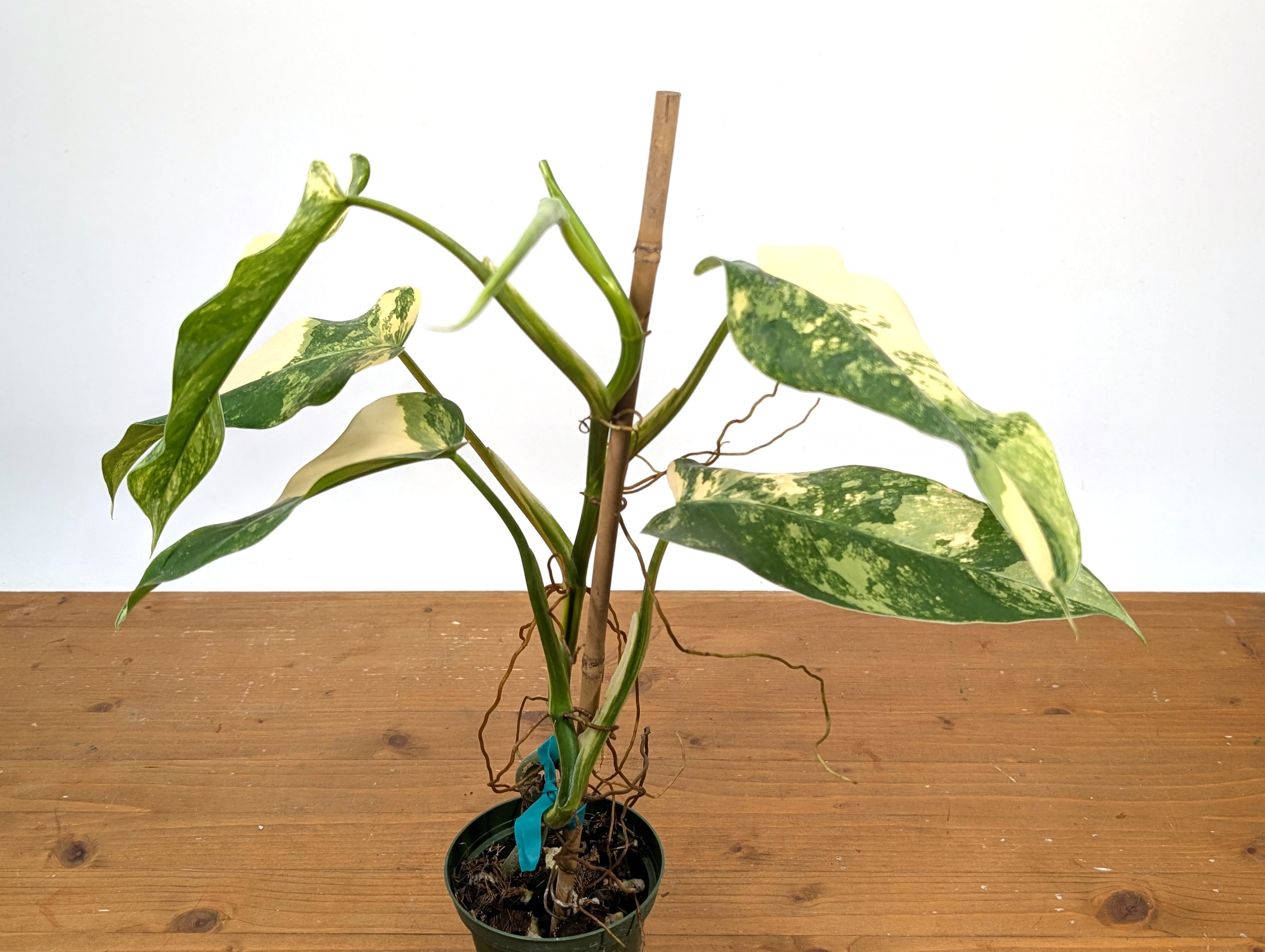 EXACT - Philodendron Mango Shake (Domesticum Variegated) | 4 Inch