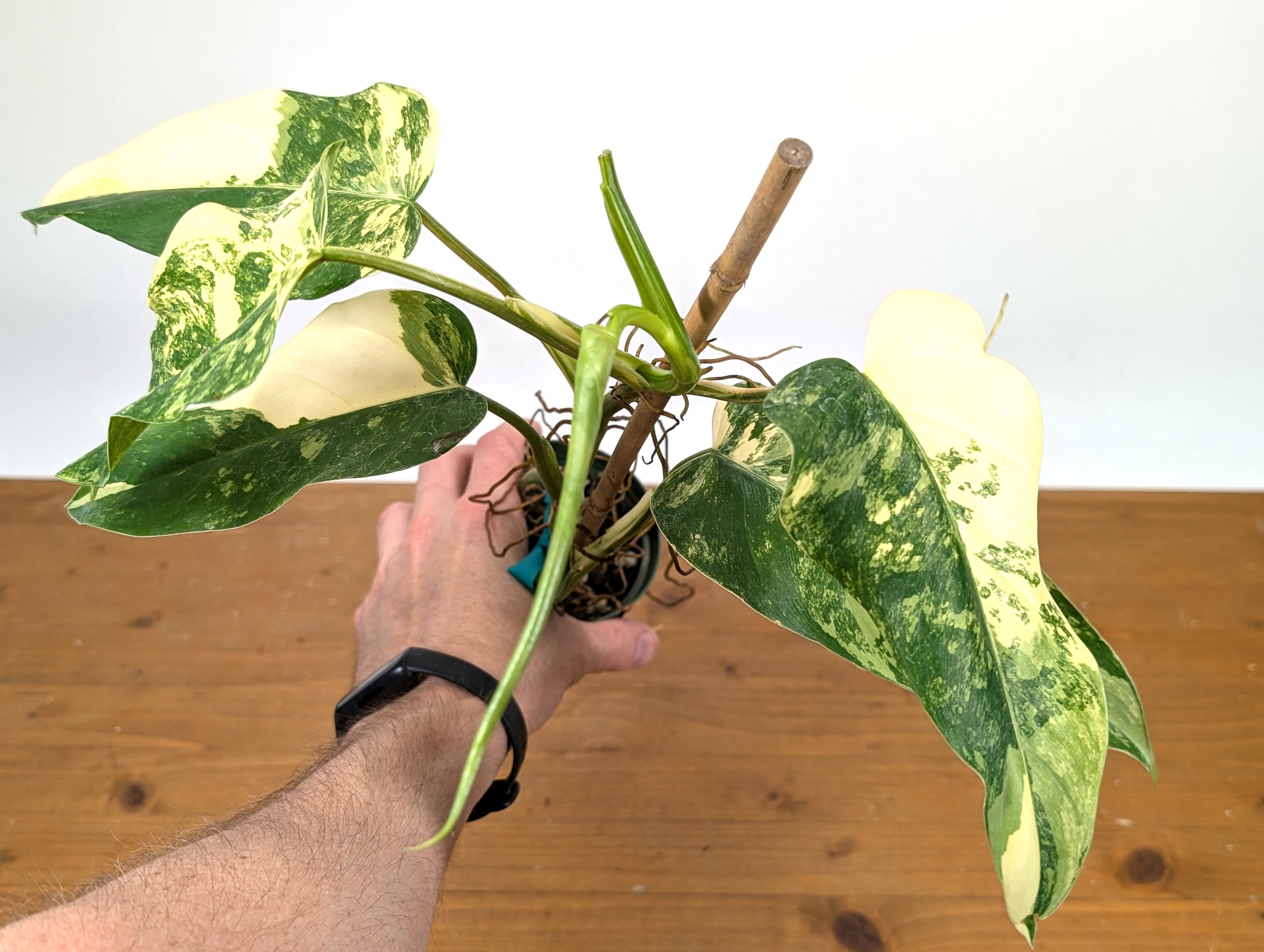 EXACT - Philodendron Mango Shake (Domesticum Variegated) | 4 Inch