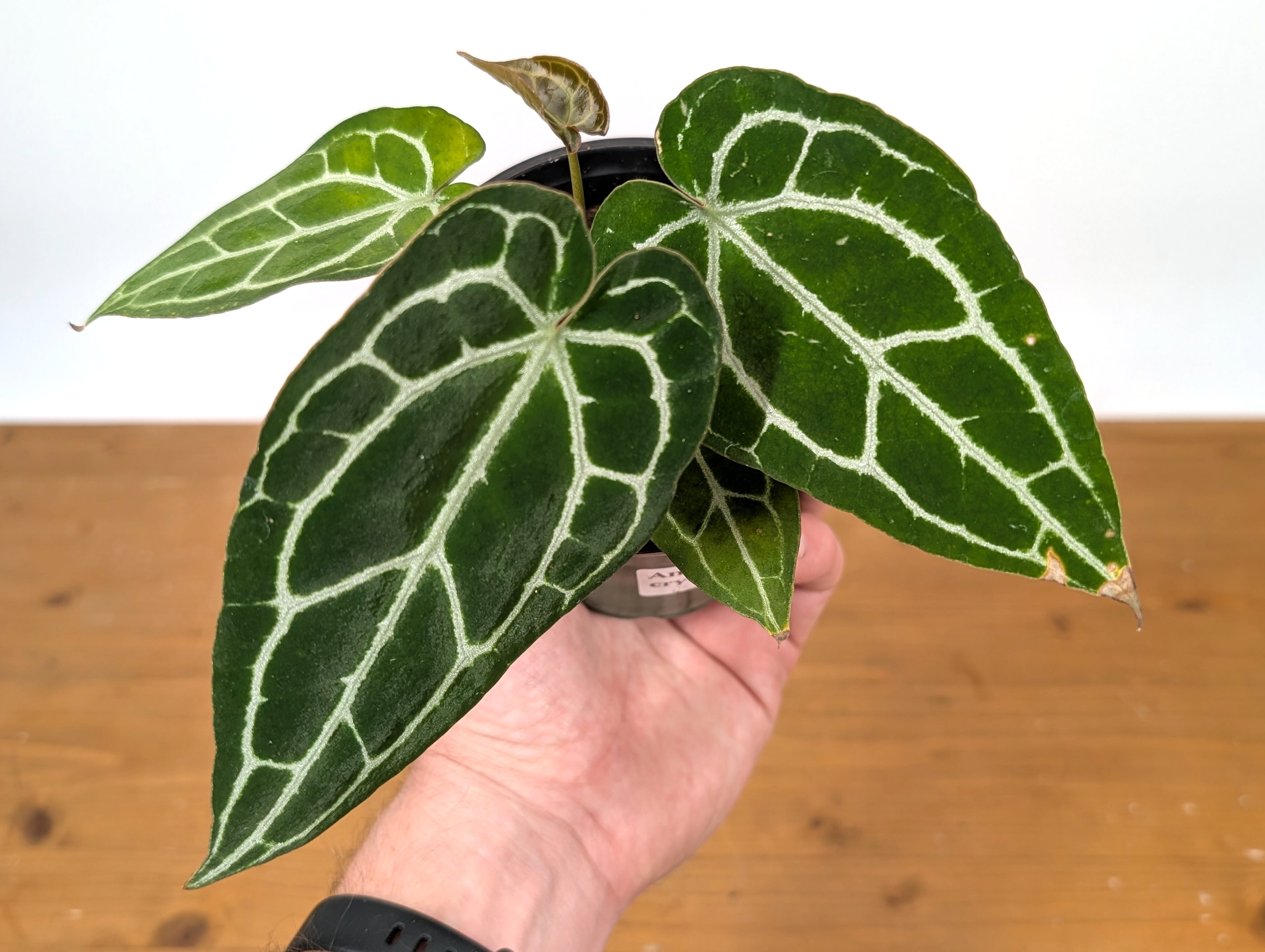 Anthurium Crystallinum