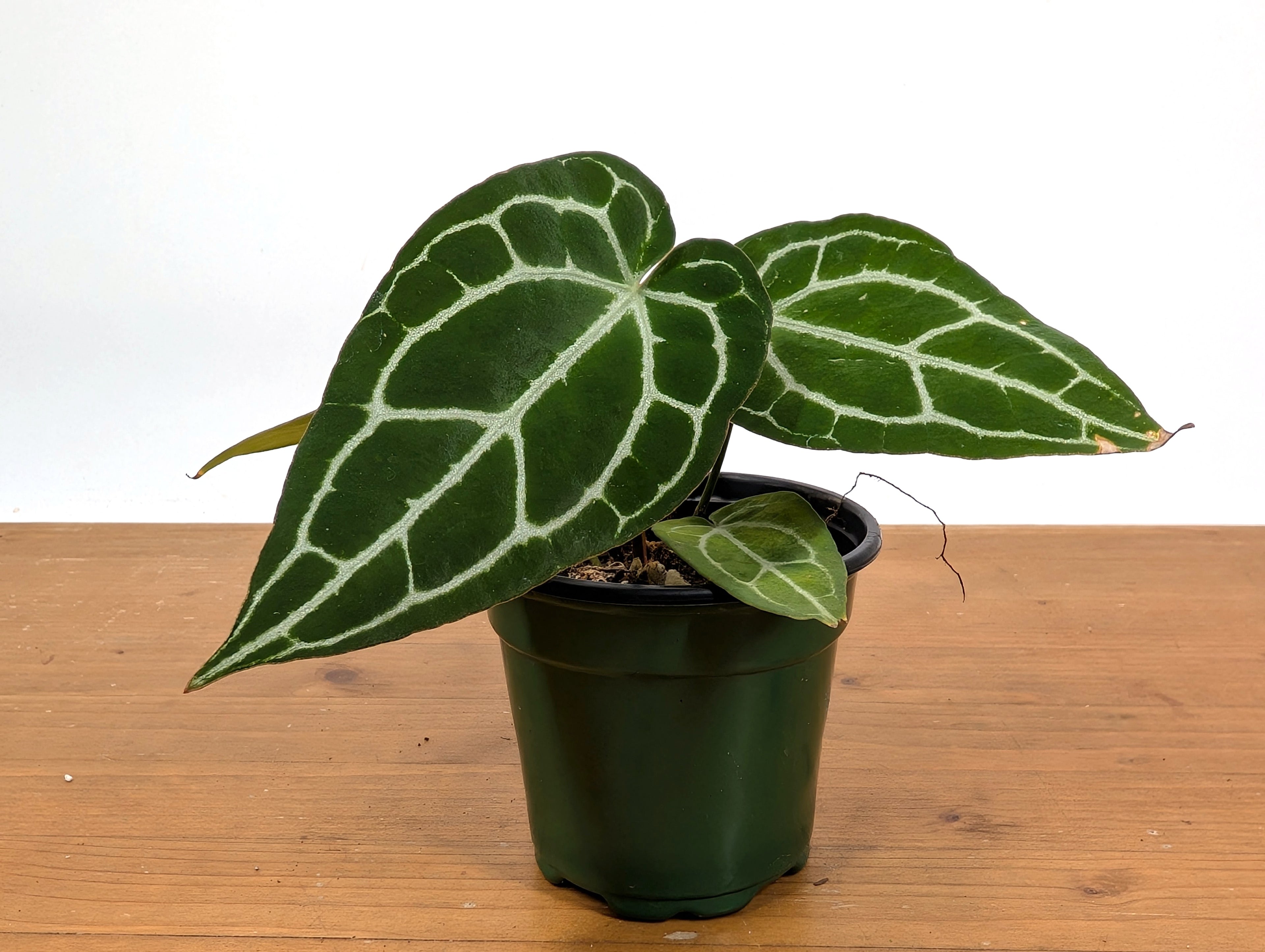 Anthurium Crystallinum