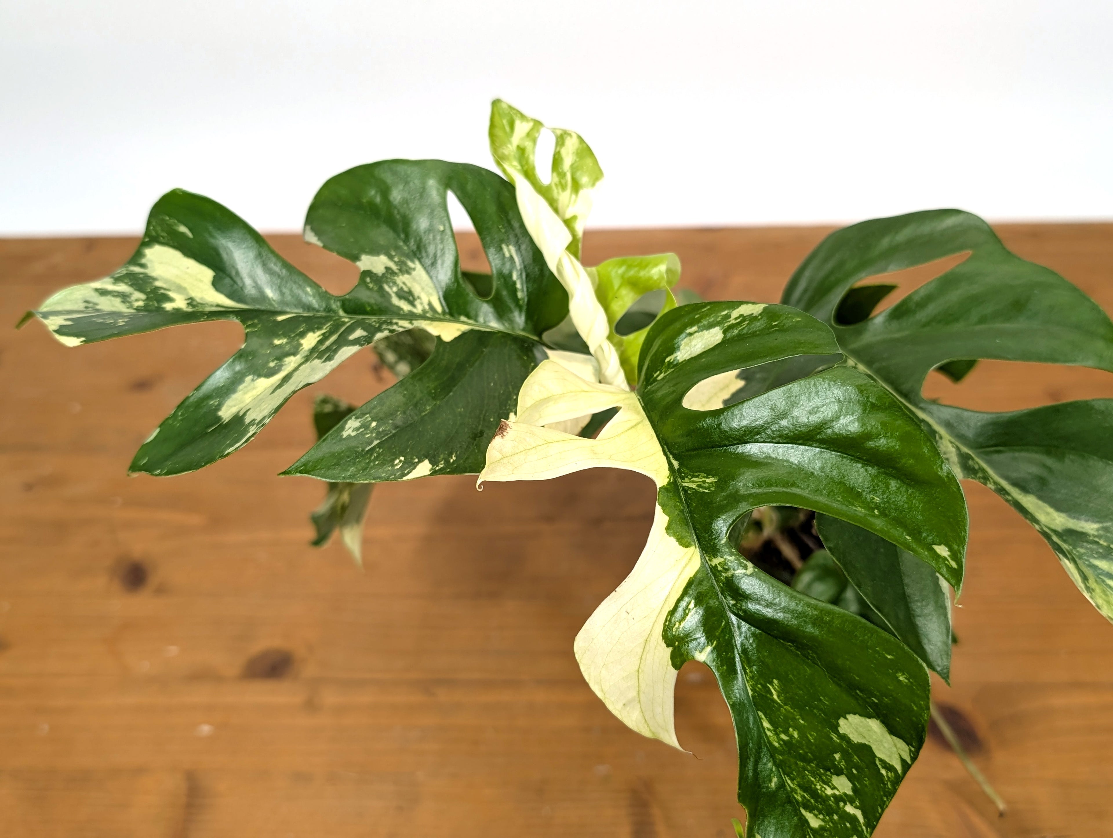 Rhaphidophora Tetrasperma Variegated - Exact Plant