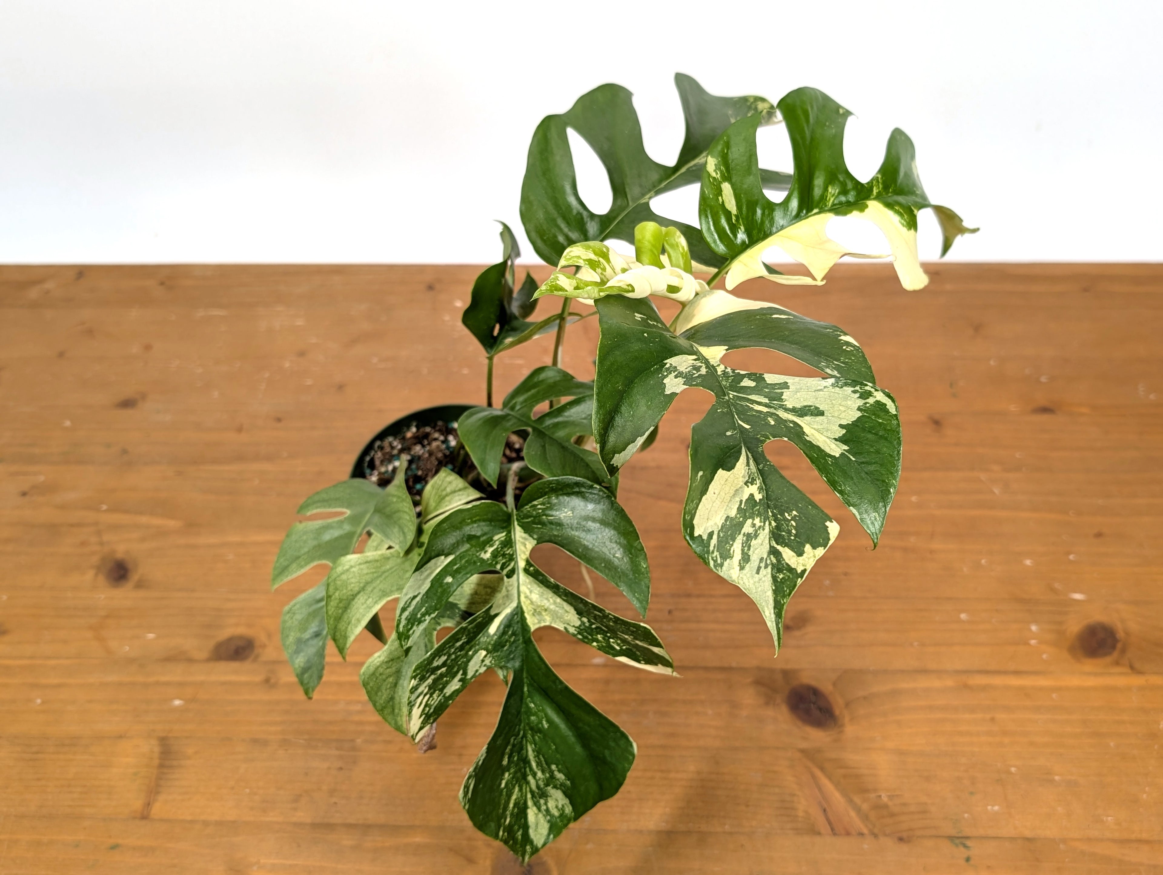 Rhaphidophora Tetrasperma Variegated - Exact Plant