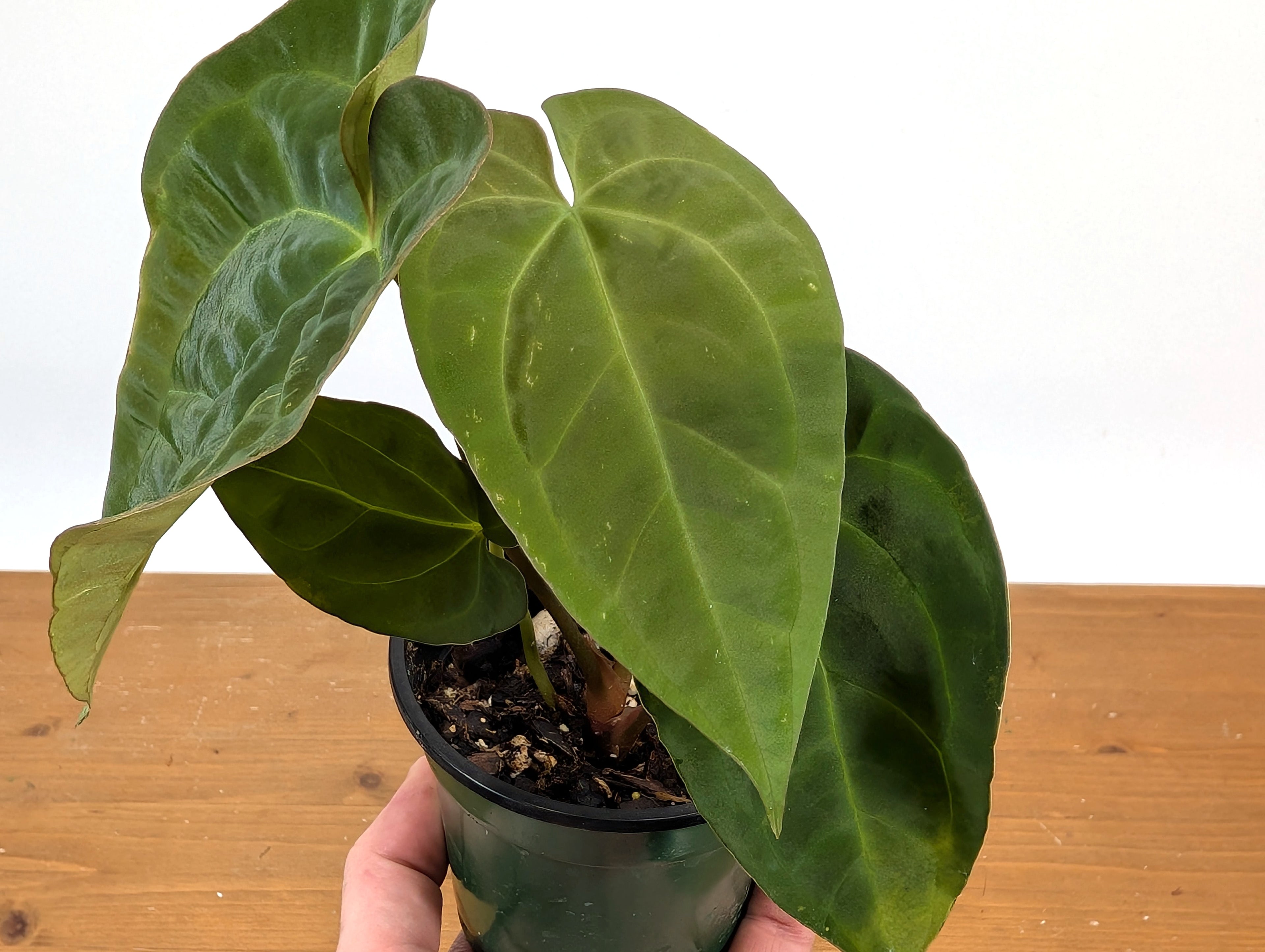 Anthurium Crystallinum x Papillilaminum