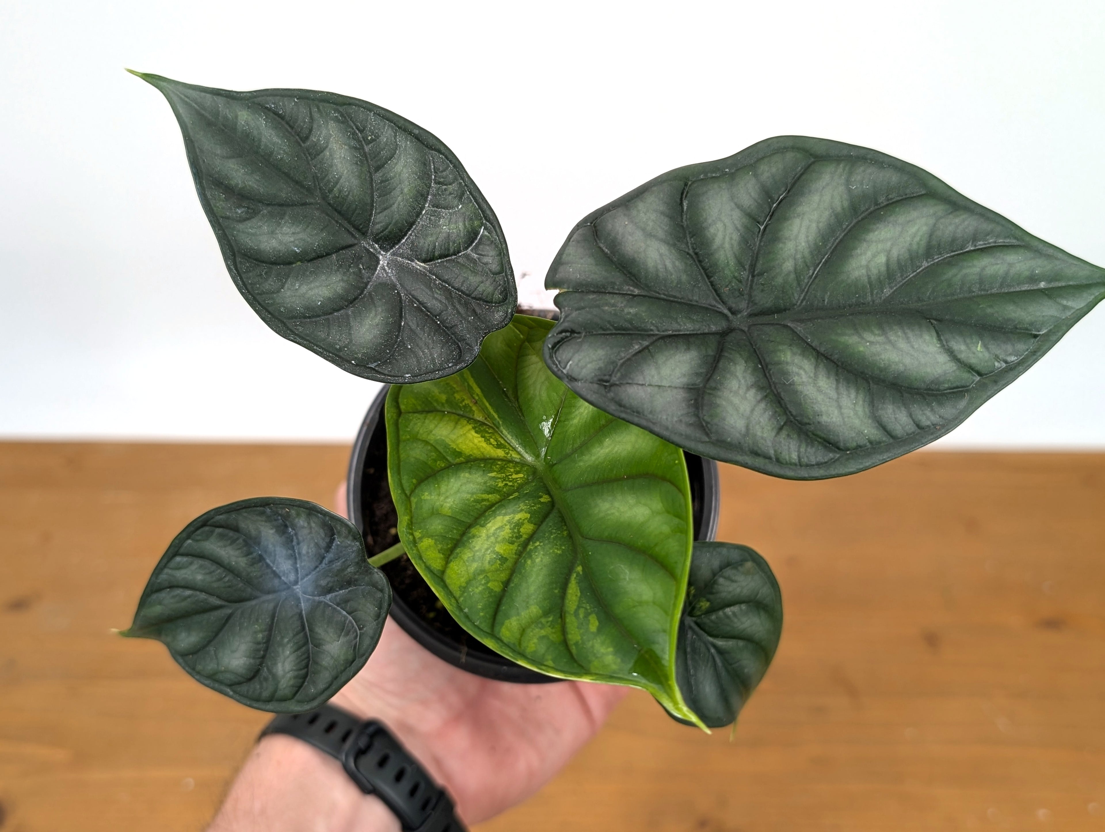 Alocasia Dragon Scale Exact Sport Variegated Plant - 38A