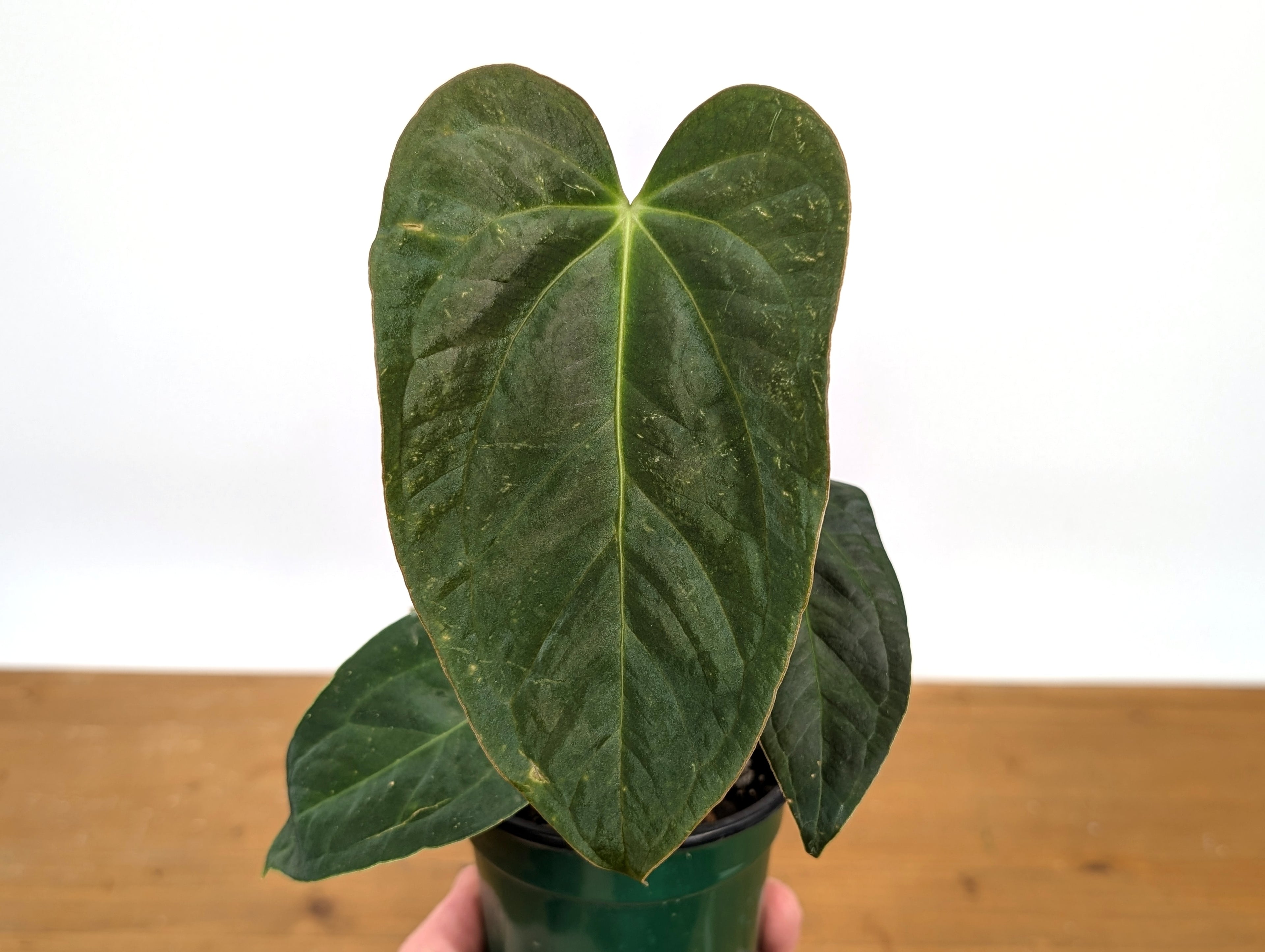 Anthurium &