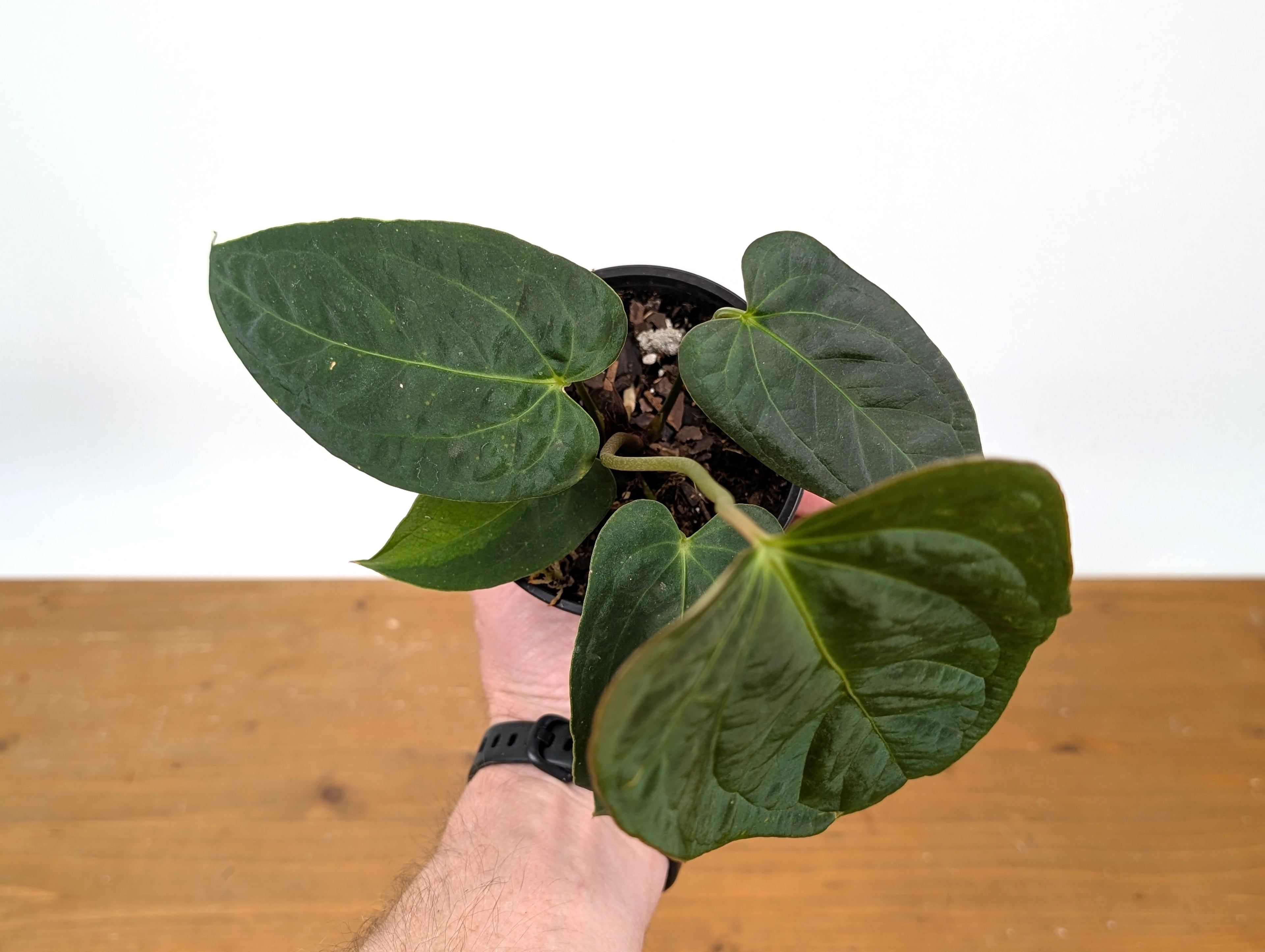 Anthurium &