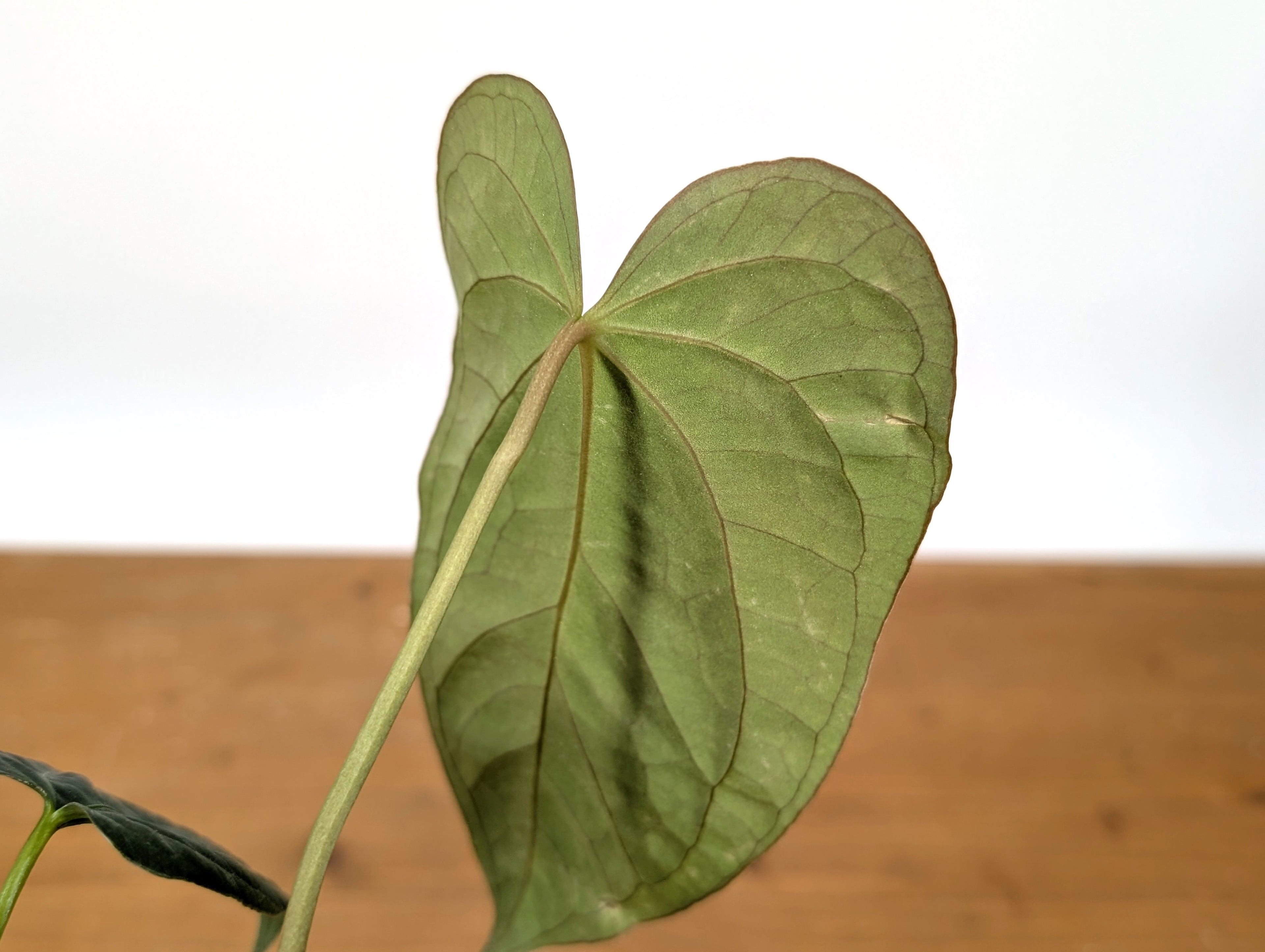 Anthurium &