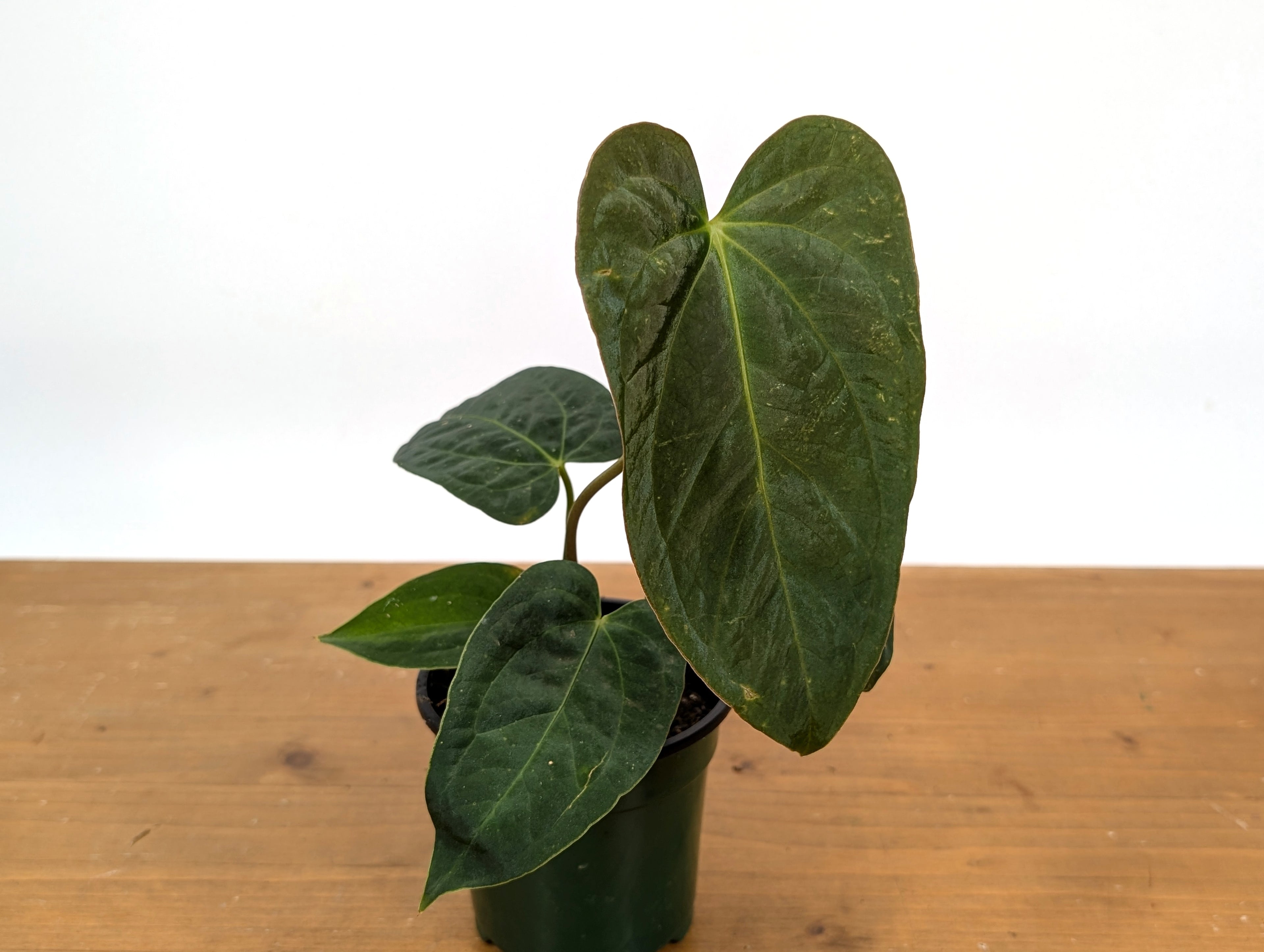 Anthurium &