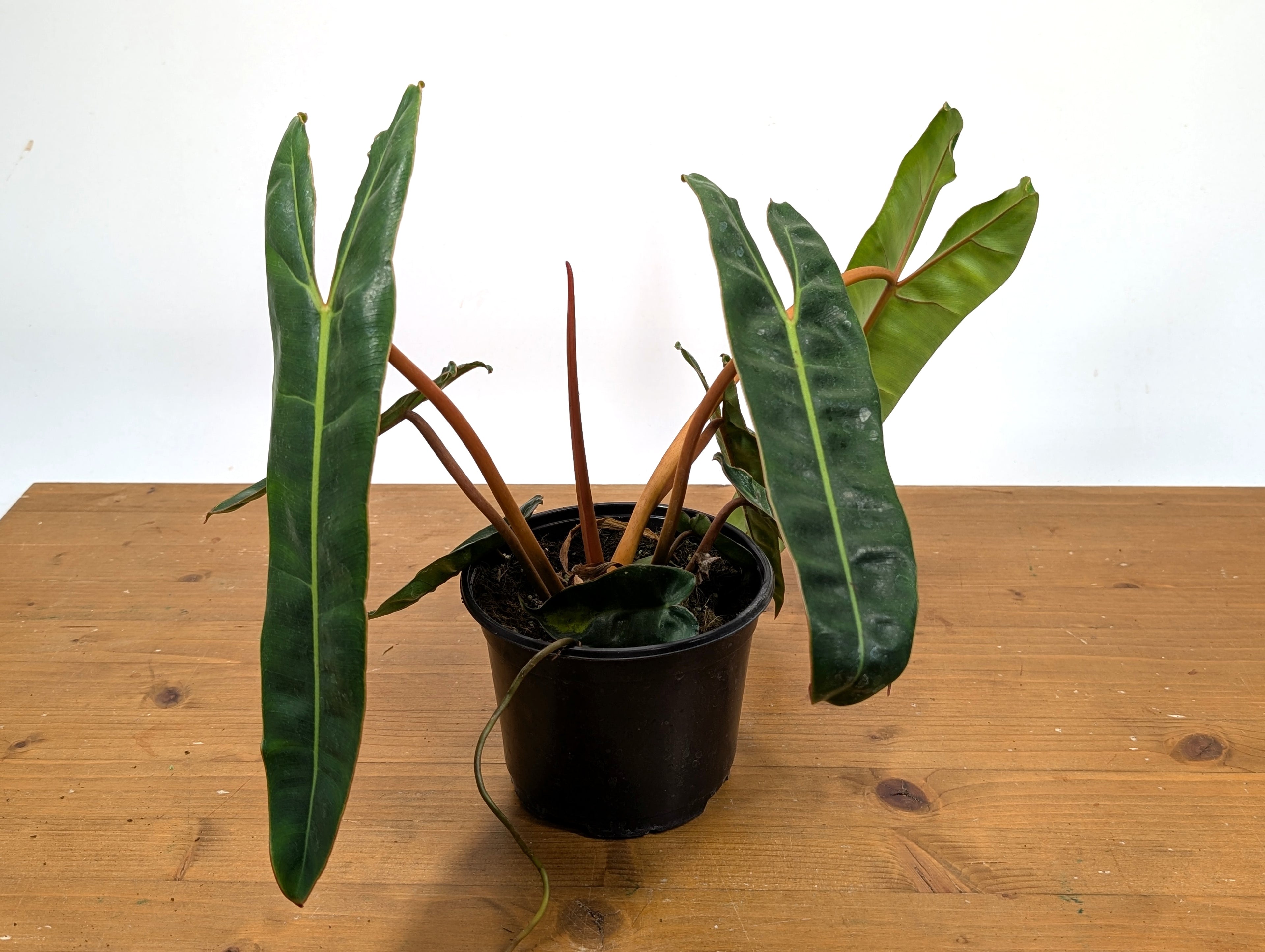 Philodendron Billietiae