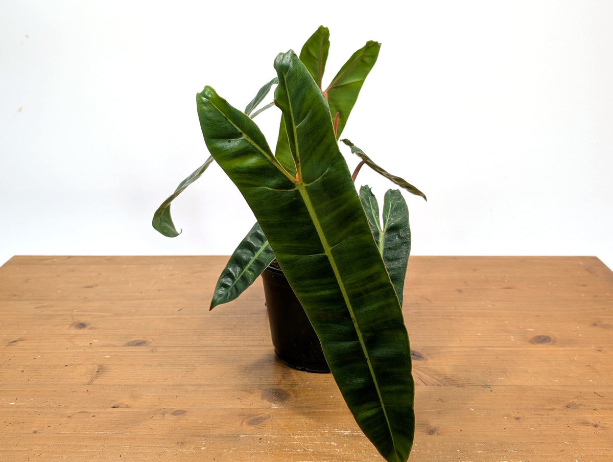 Philodendron Billietiae