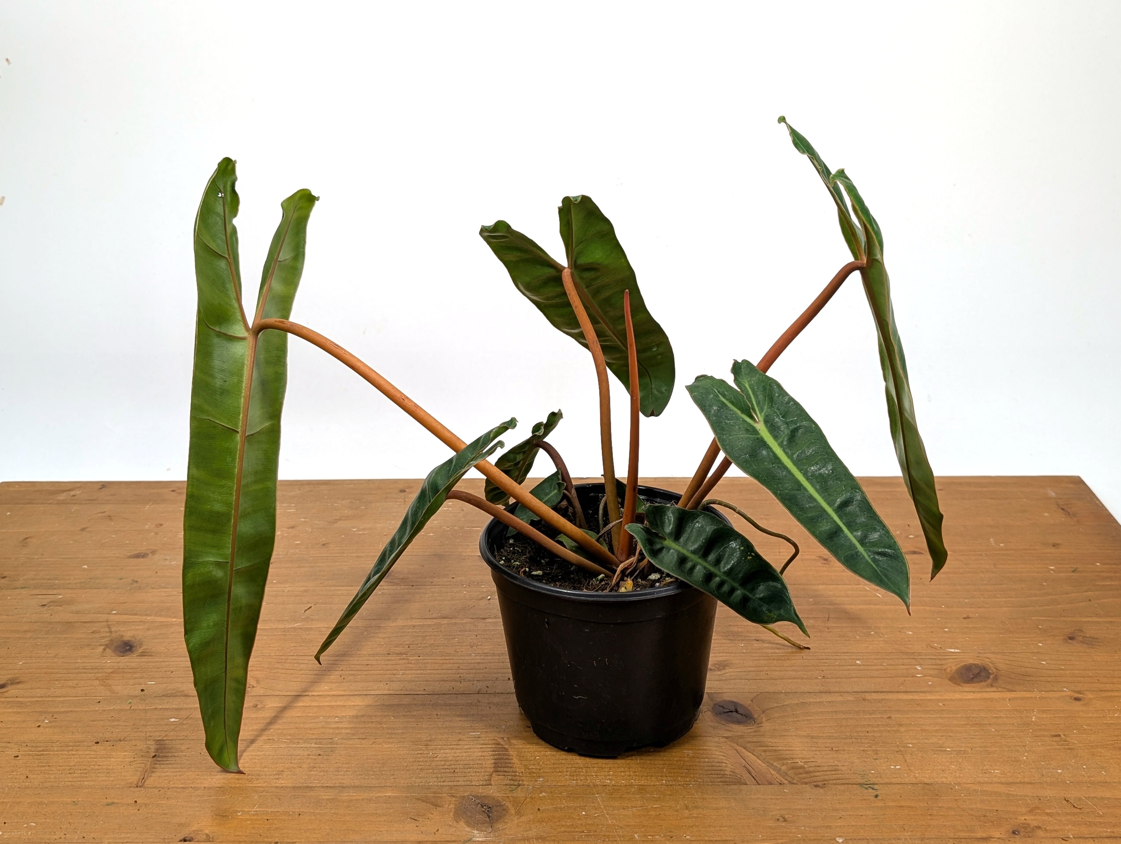 Philodendron Billietiae