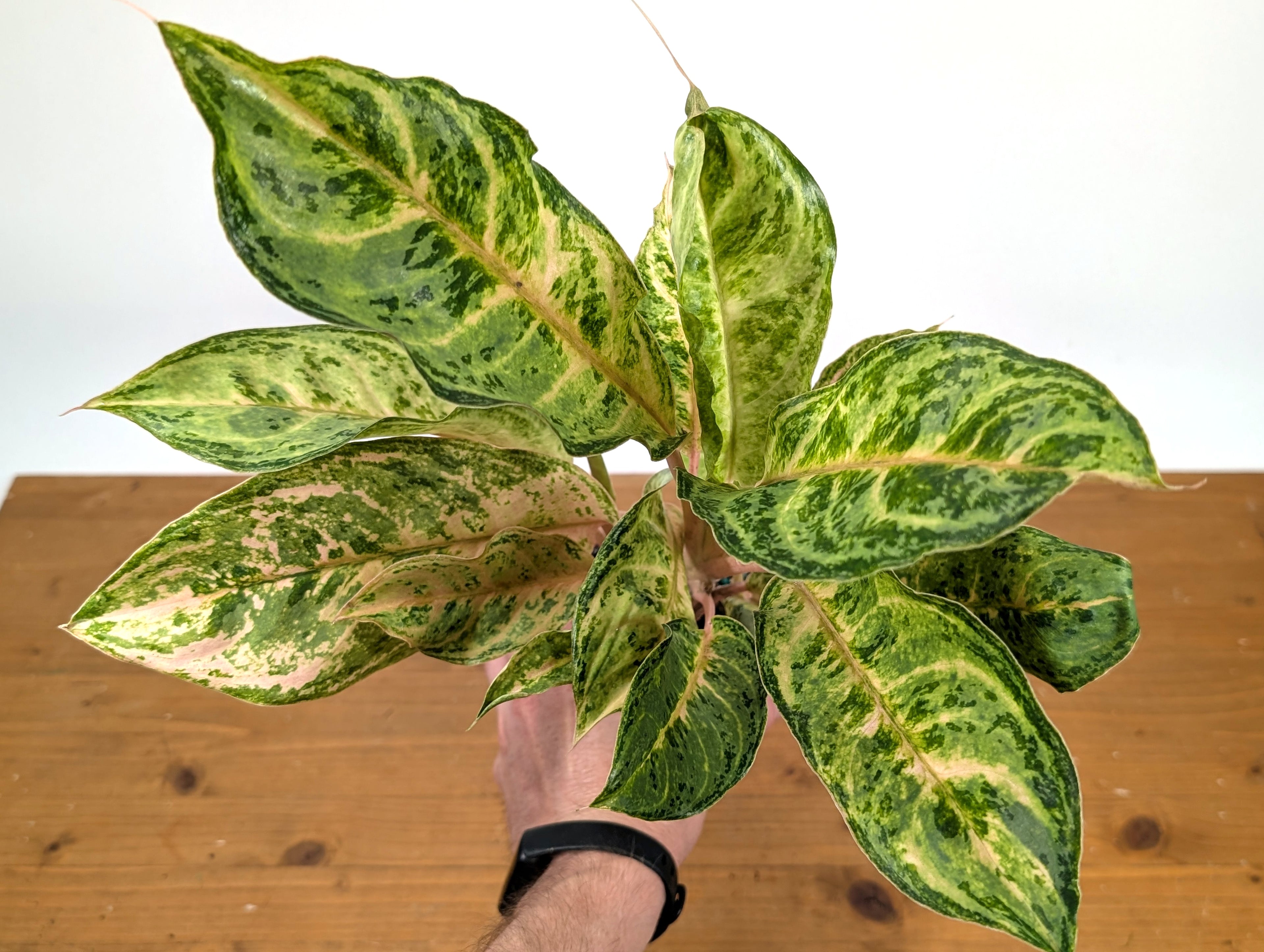 Aglaonema Chat Petch