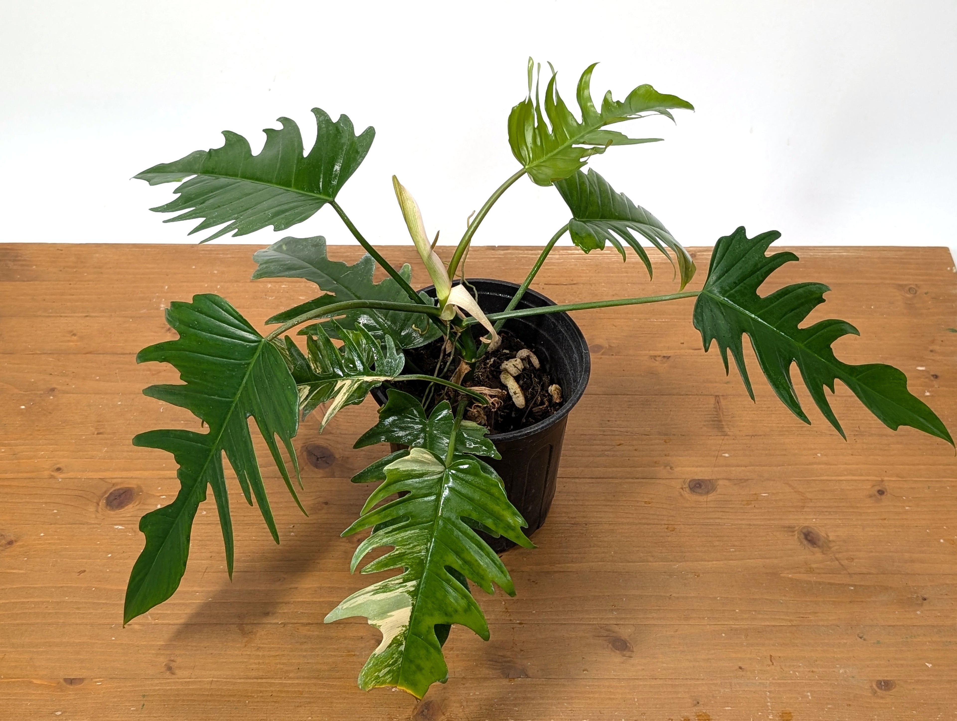 Exact Plant Philodendron Florida Beauty x P. Tortum Partially Variegated
