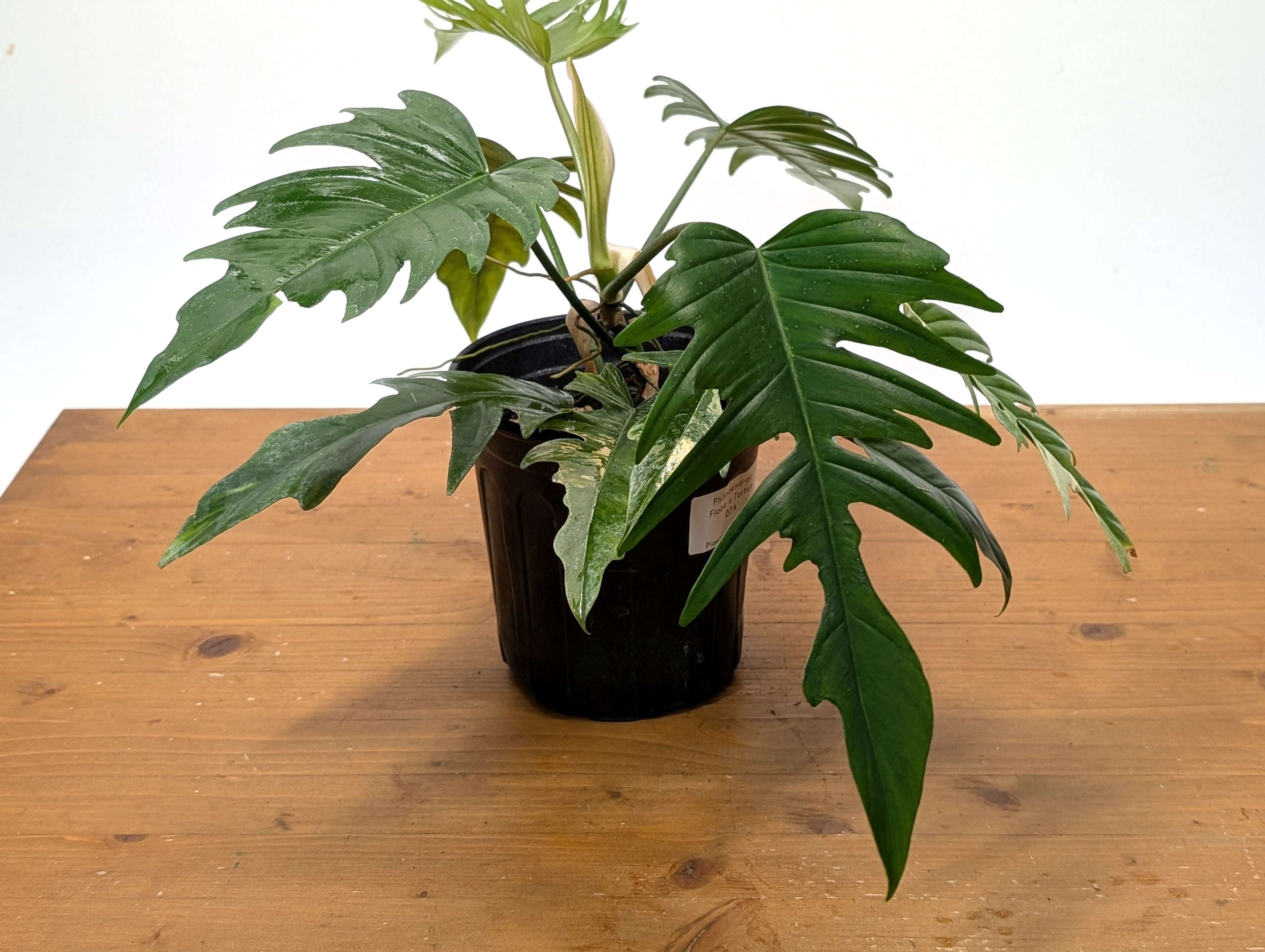 Exact Plant Philodendron Florida Beauty x P. Tortum Partially Variegated