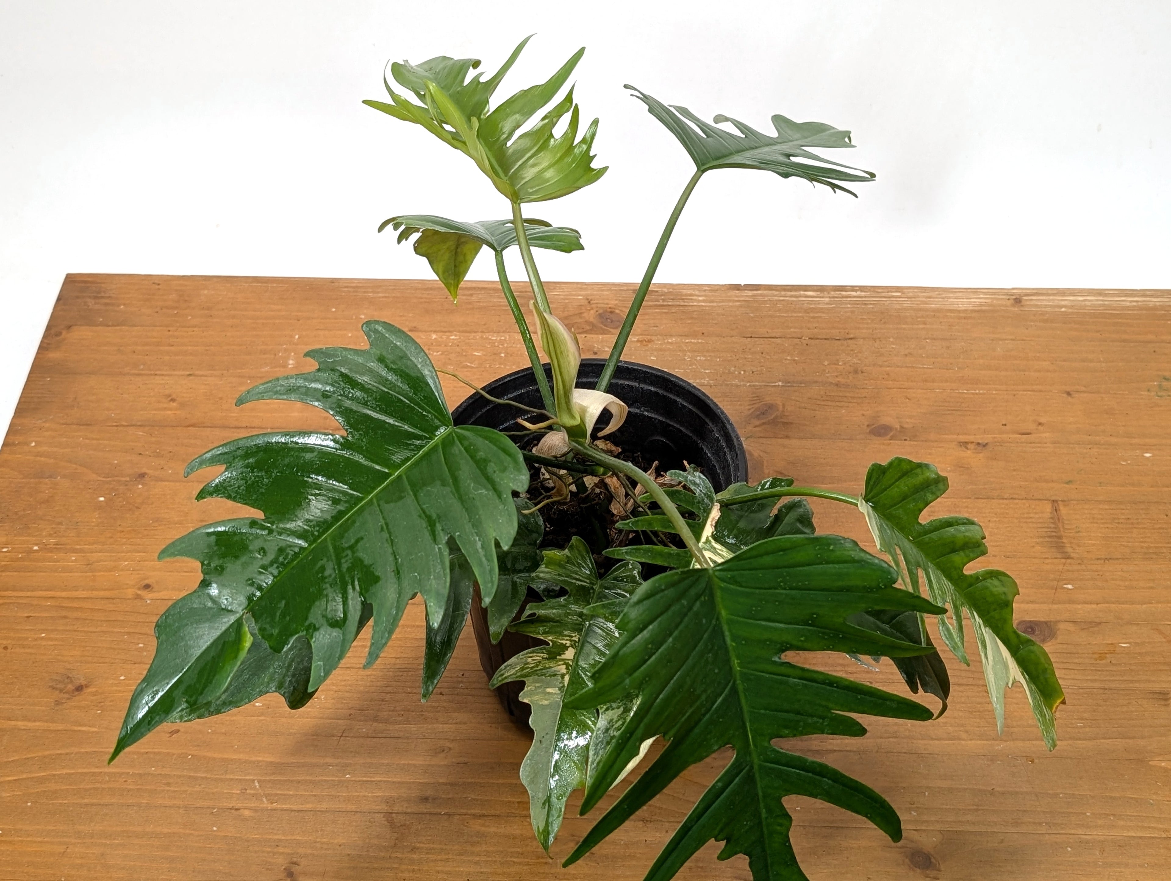 Exact Plant Philodendron Florida Beauty x P. Tortum Partially Variegated