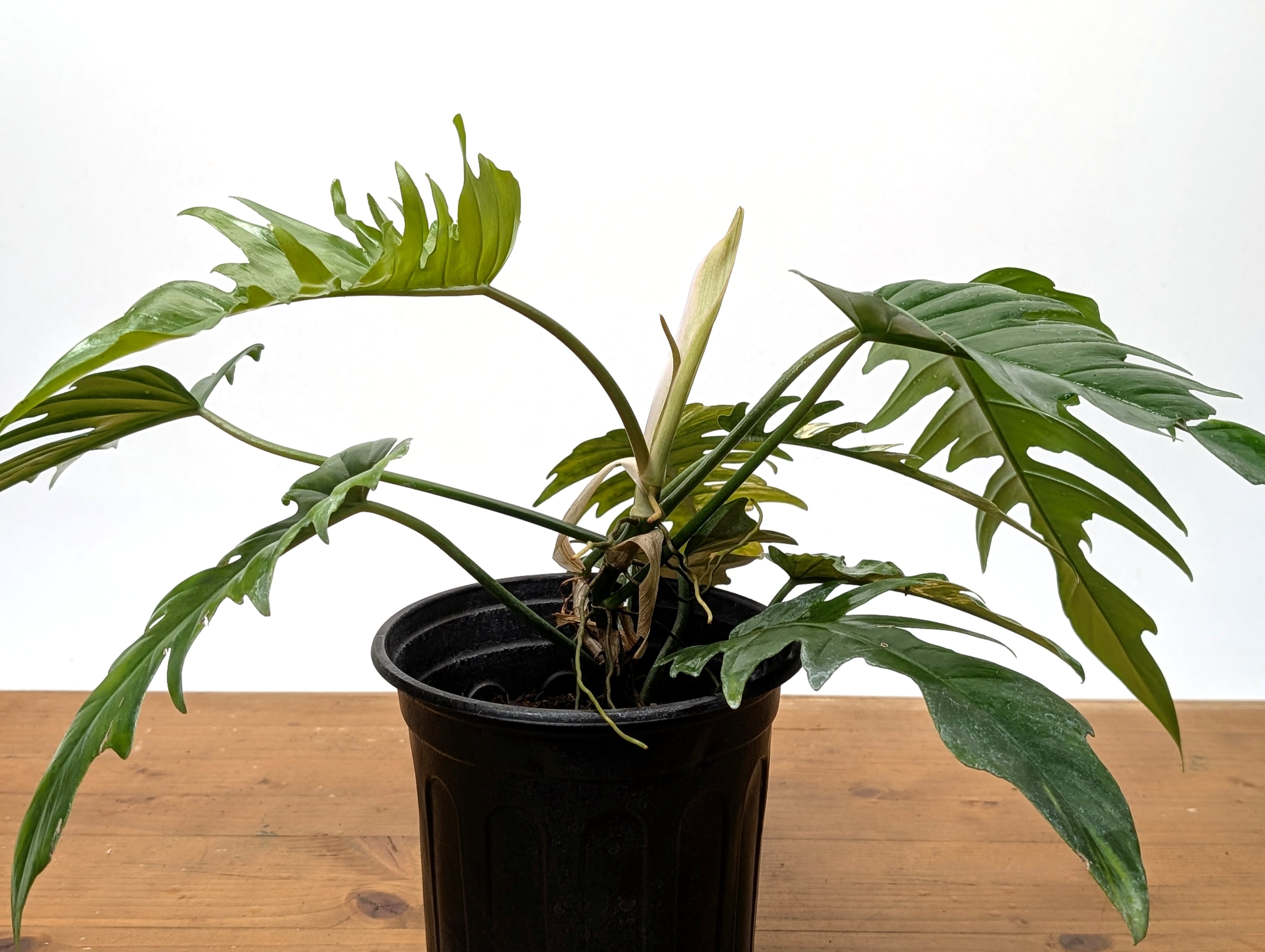Exact Plant Philodendron Florida Beauty x P. Tortum Partially Variegated