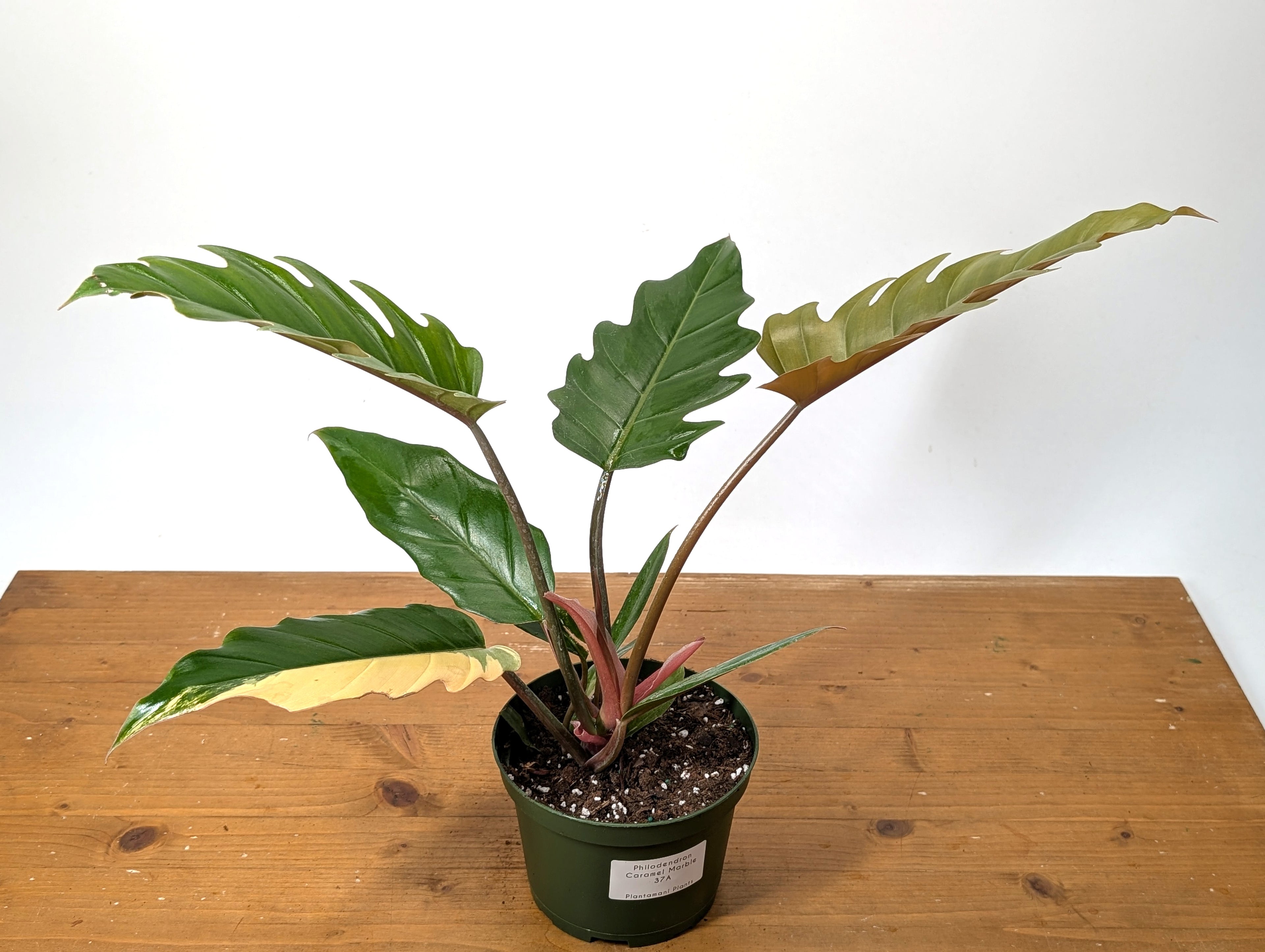 Philodendron Caramel Marble Variegated Exact 6" Pot 37A