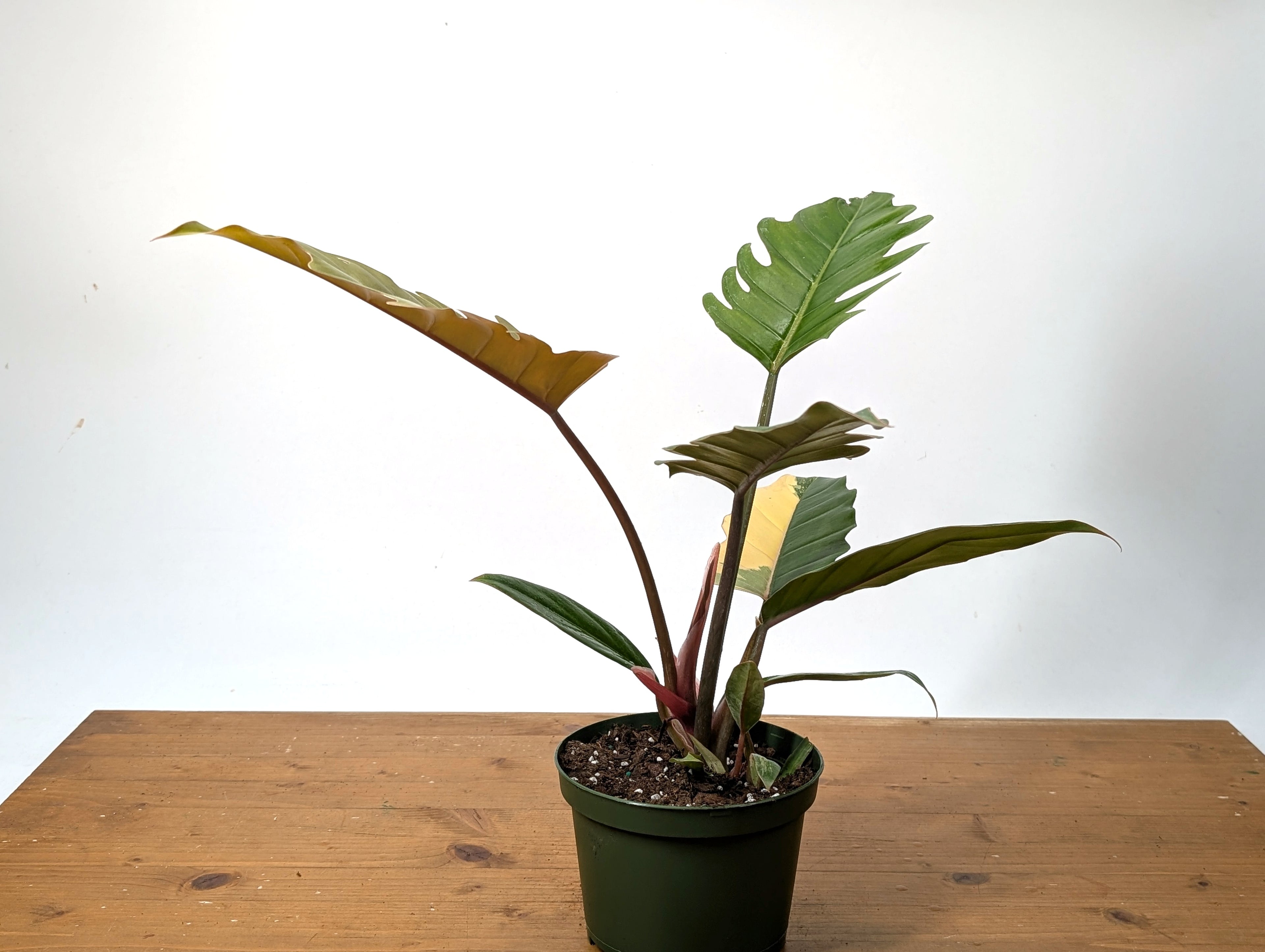 Philodendron Caramel Marble Variegated Exact 6" Pot 37A