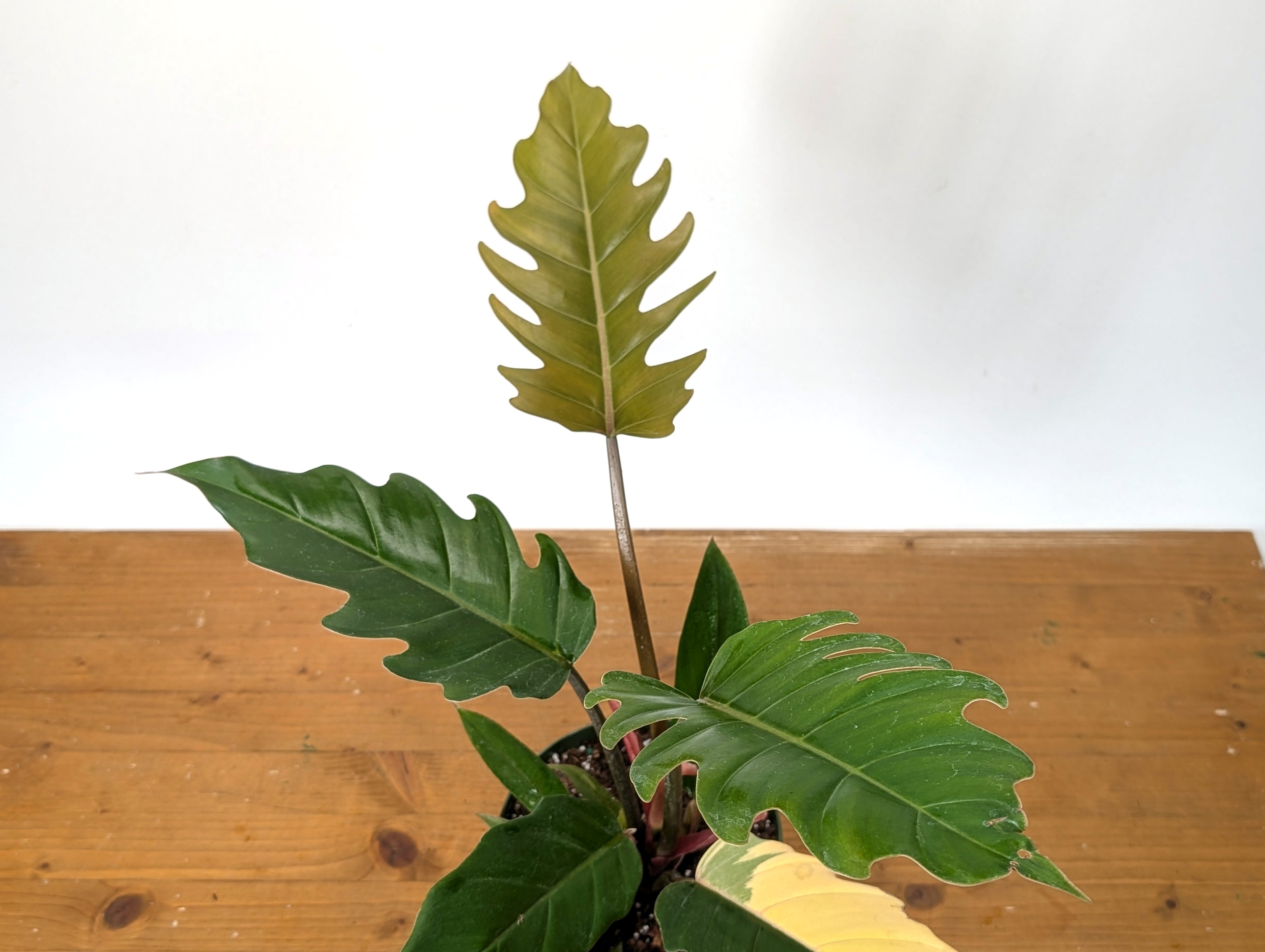 Philodendron Caramel Marble Variegated Exact 6" Pot 37A