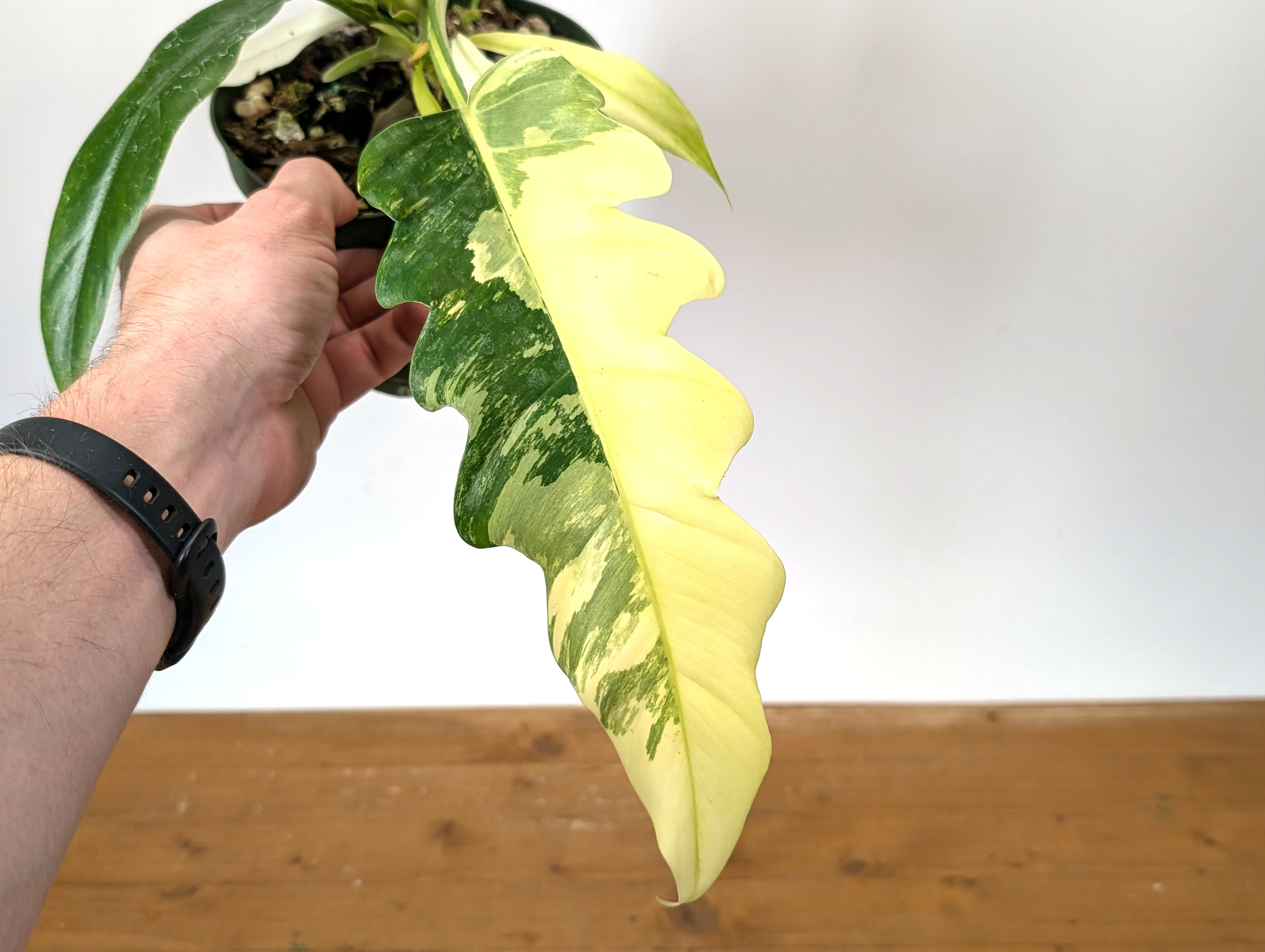 Philodendron Narrow Variegated Exact 4" Pot 37A
