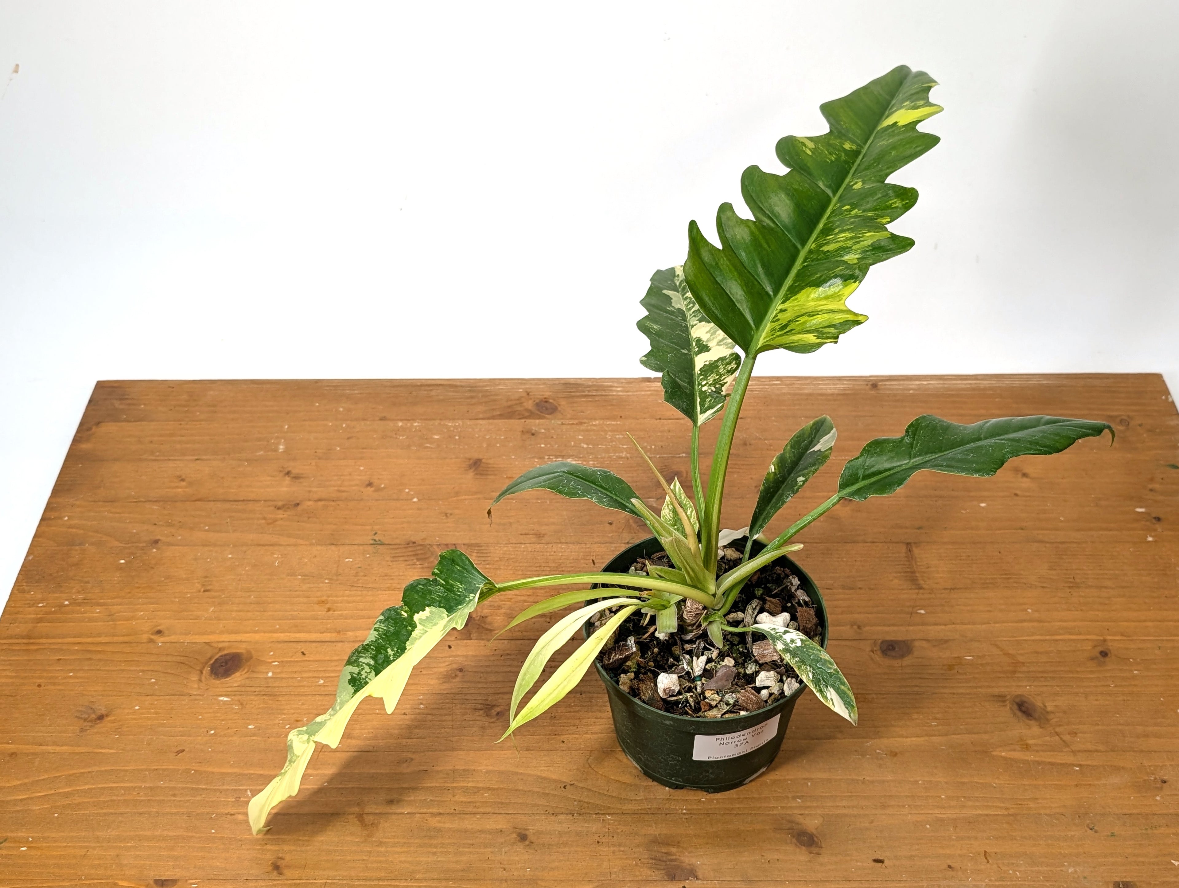 Philodendron Narrow Variegated Exact 4" Pot 37A