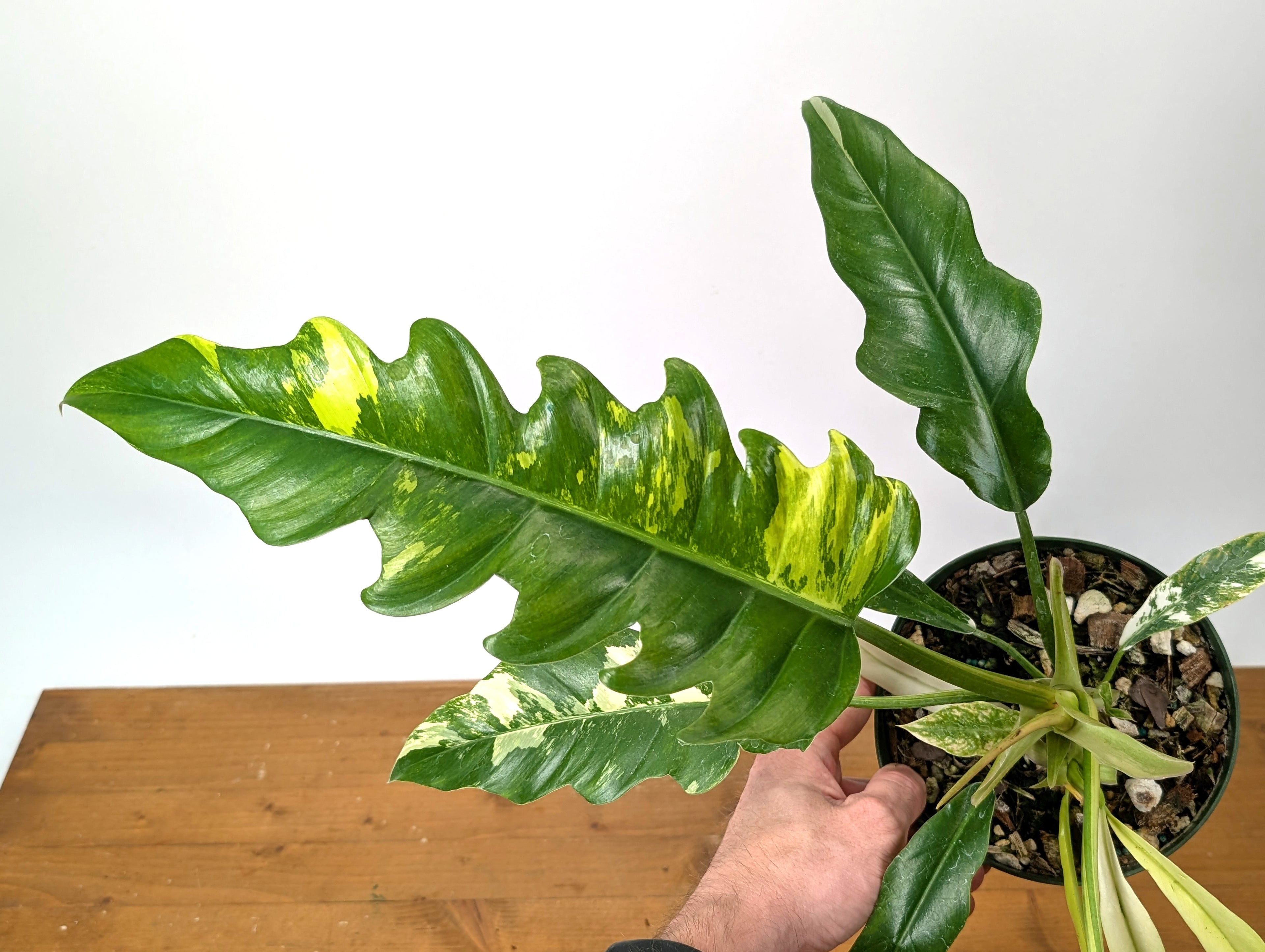 Philodendron Narrow Variegated Exact 4" Pot 37A
