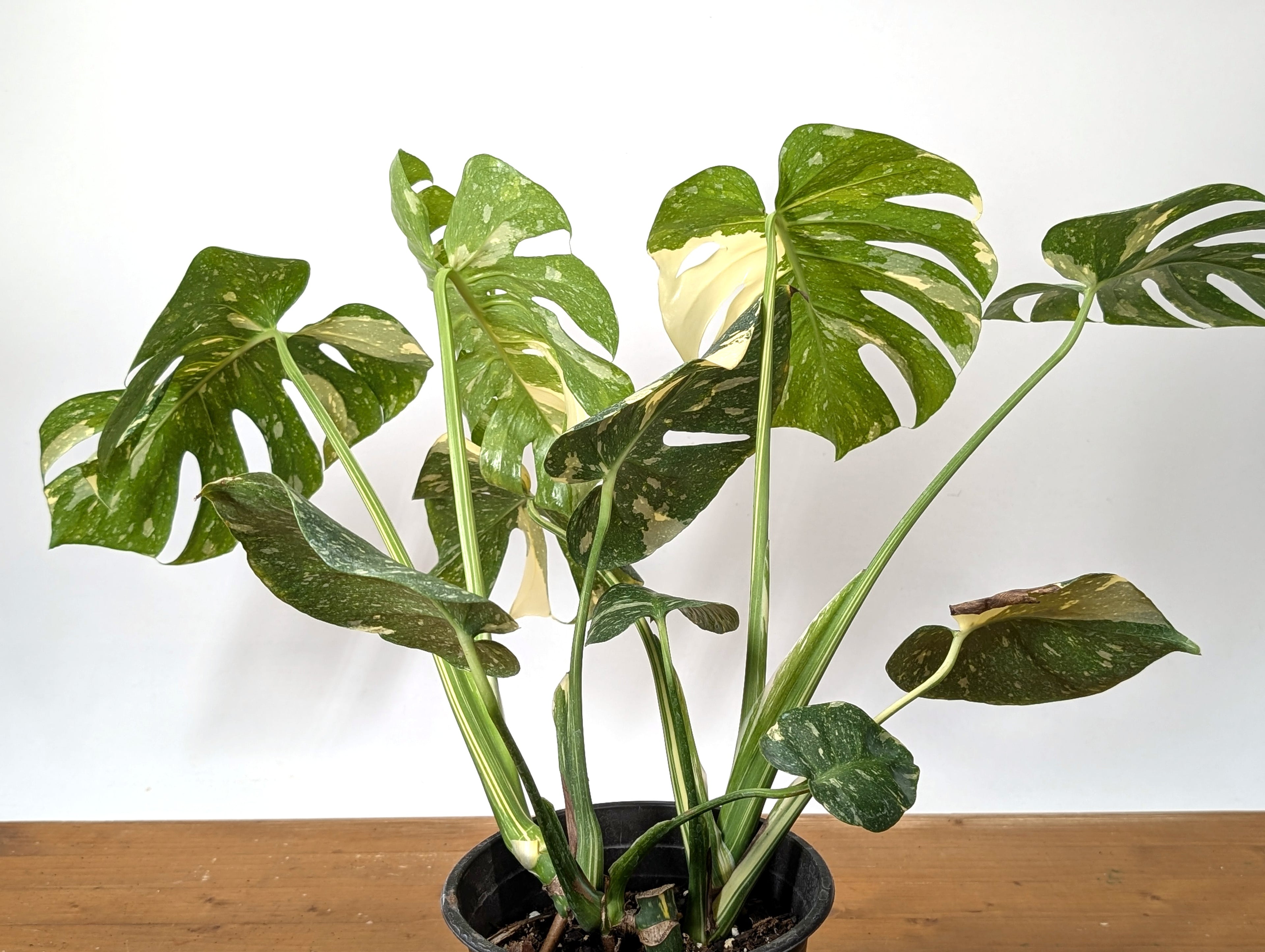 Exact Monstera Thai Constellation - Two Growth Points High Color - 37A