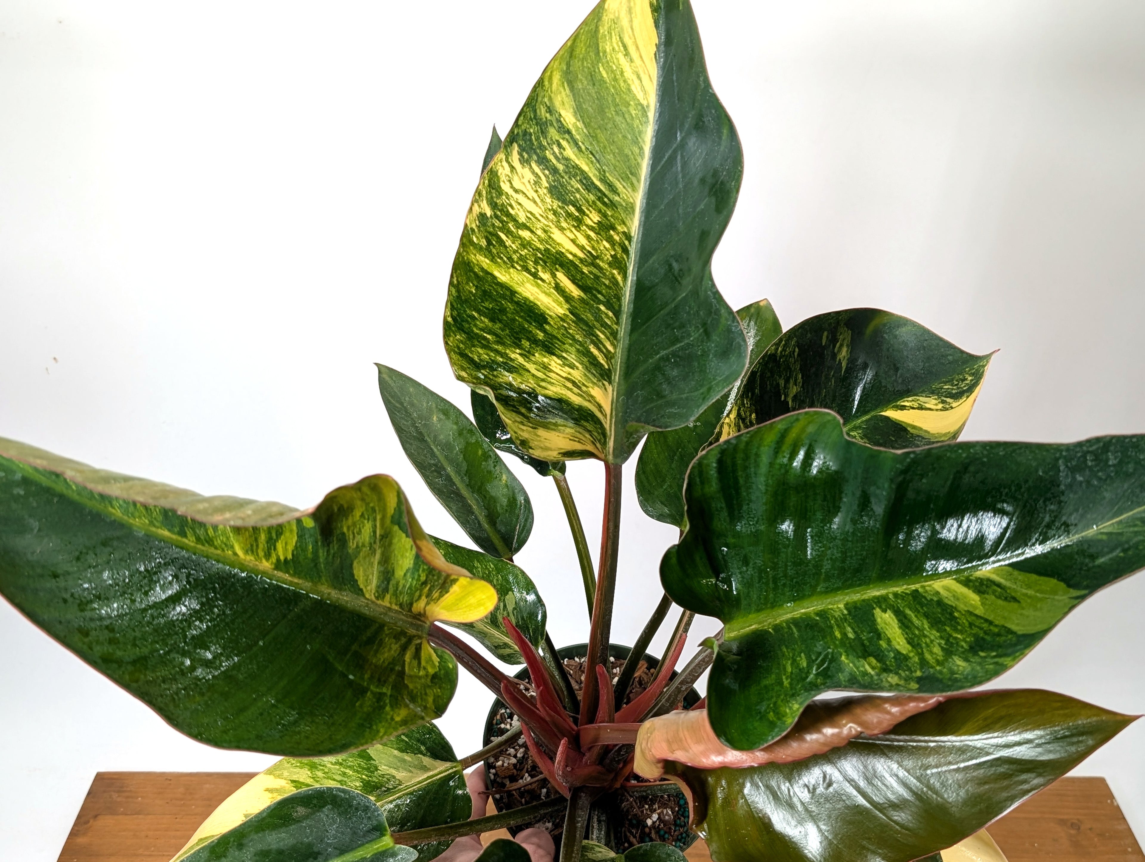 EXACT Philodendron Red Congo Variegated Plant
