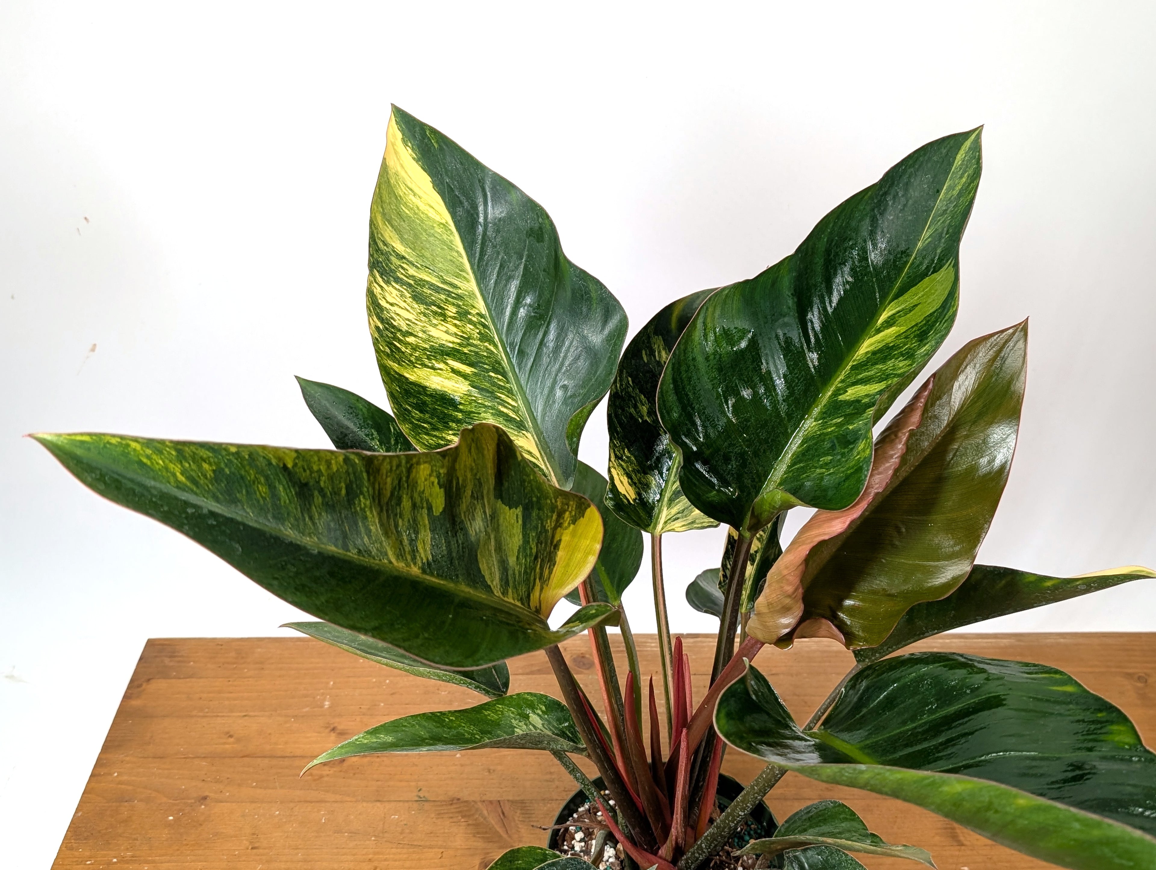 EXACT Philodendron Red Congo Variegated Plant