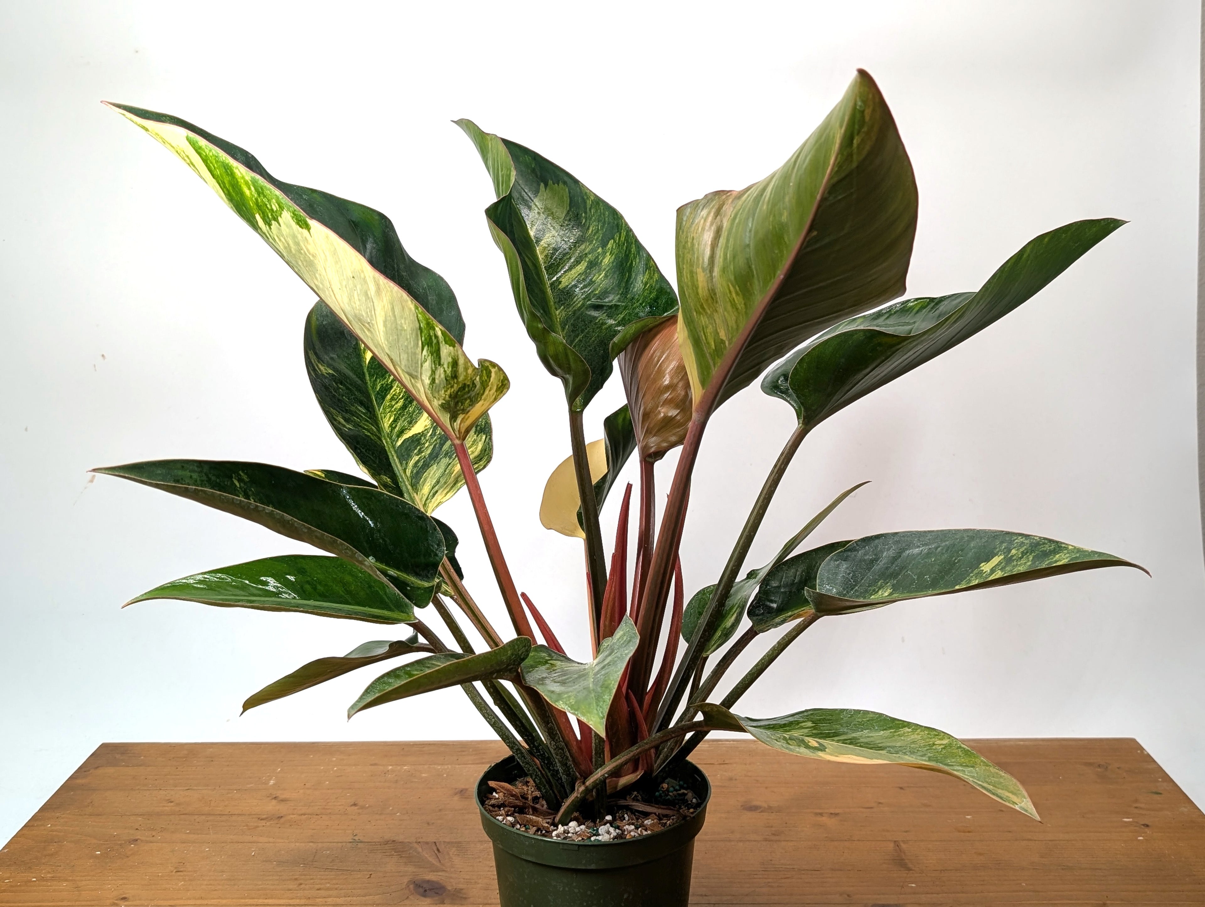 EXACT Philodendron Red Congo Variegated Plant