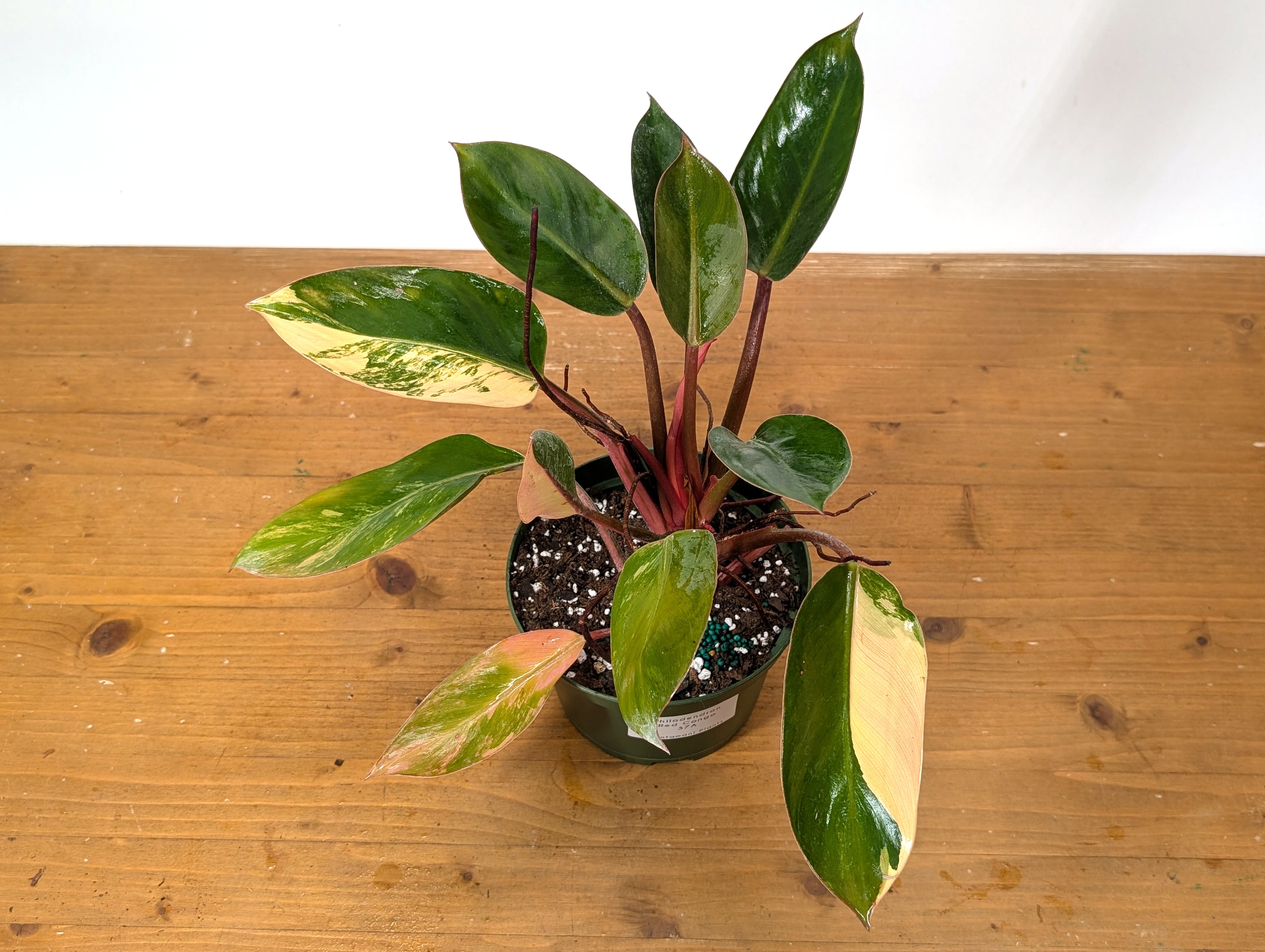 EXACT Philodendron Red Congo Variegated Plant