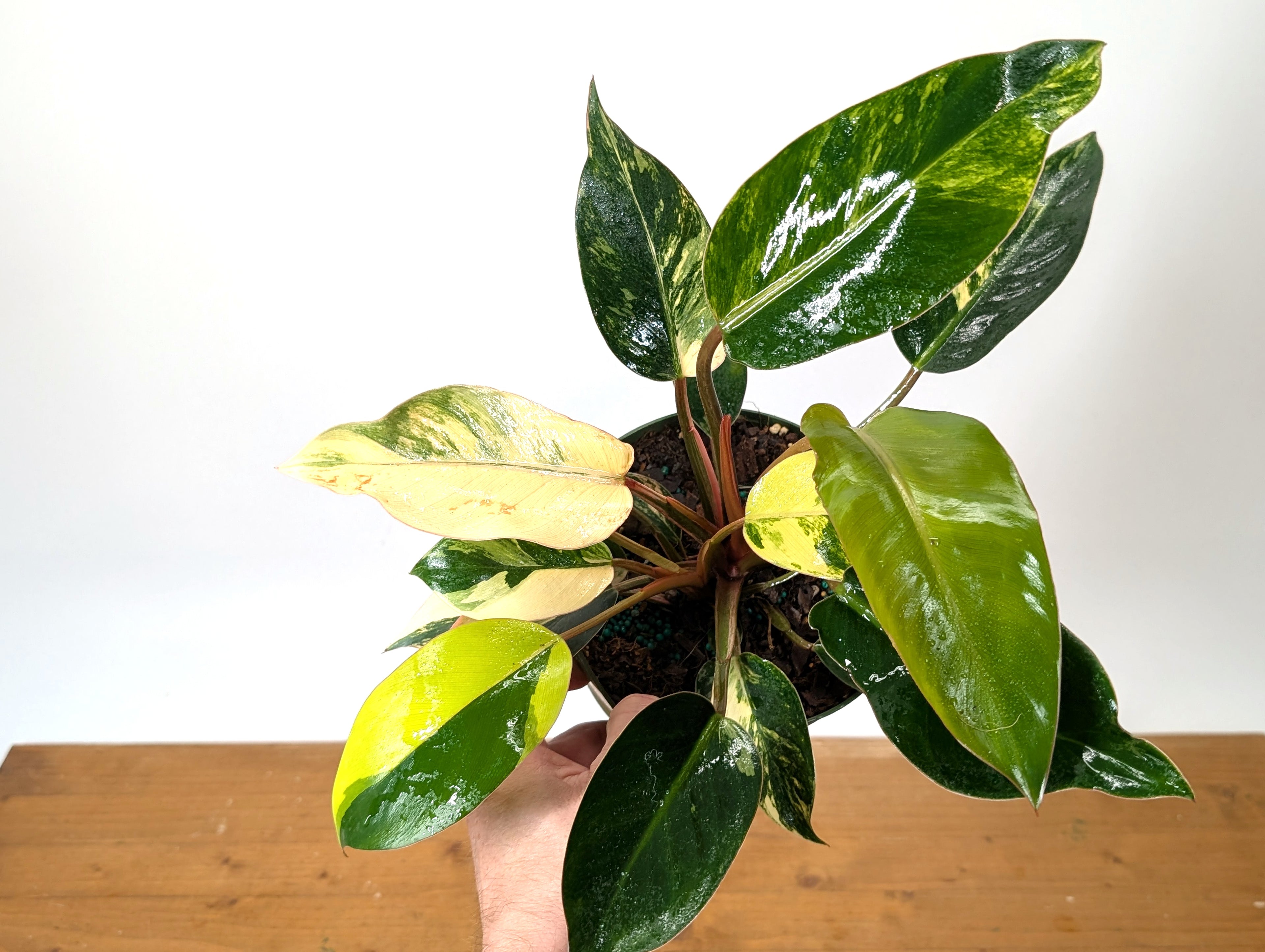 EXACT Philodendron Red Congo Variegated Plant
