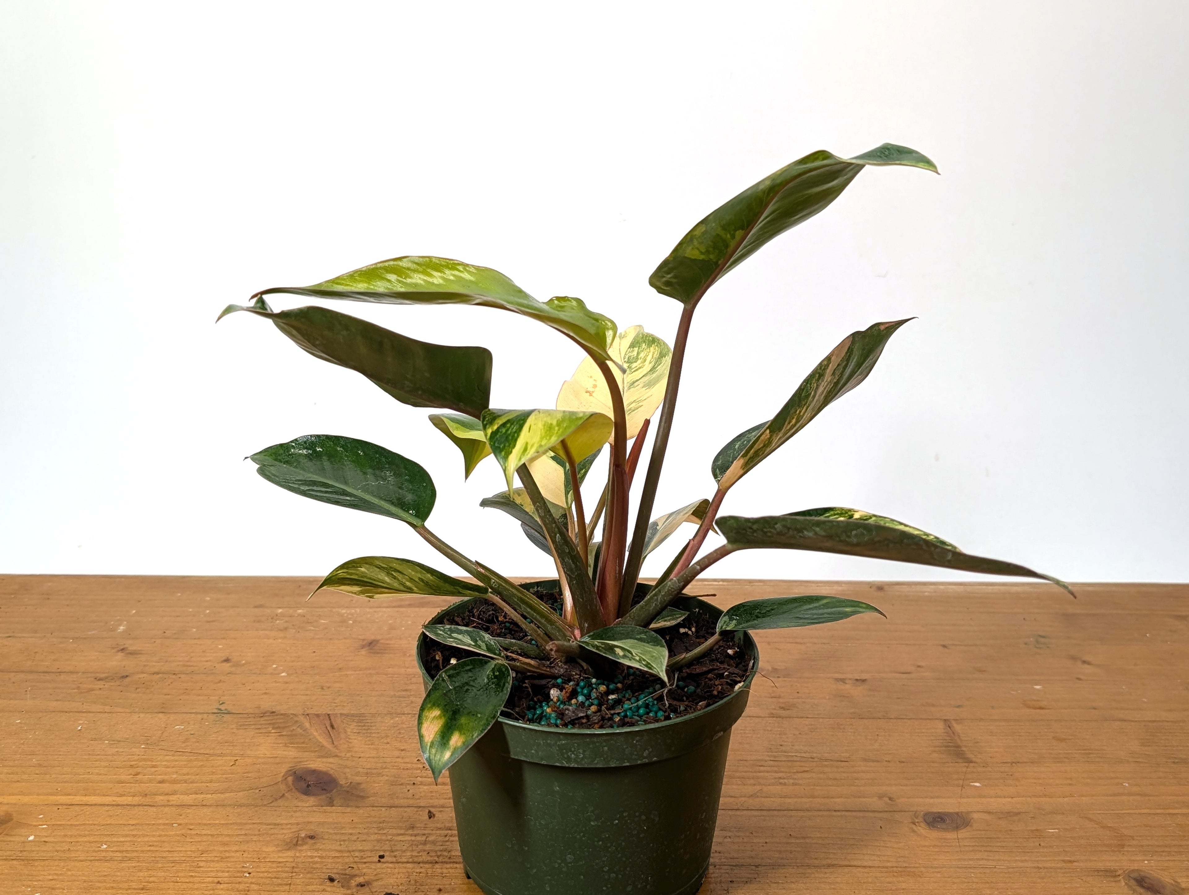 EXACT Philodendron Red Congo Variegated Plant