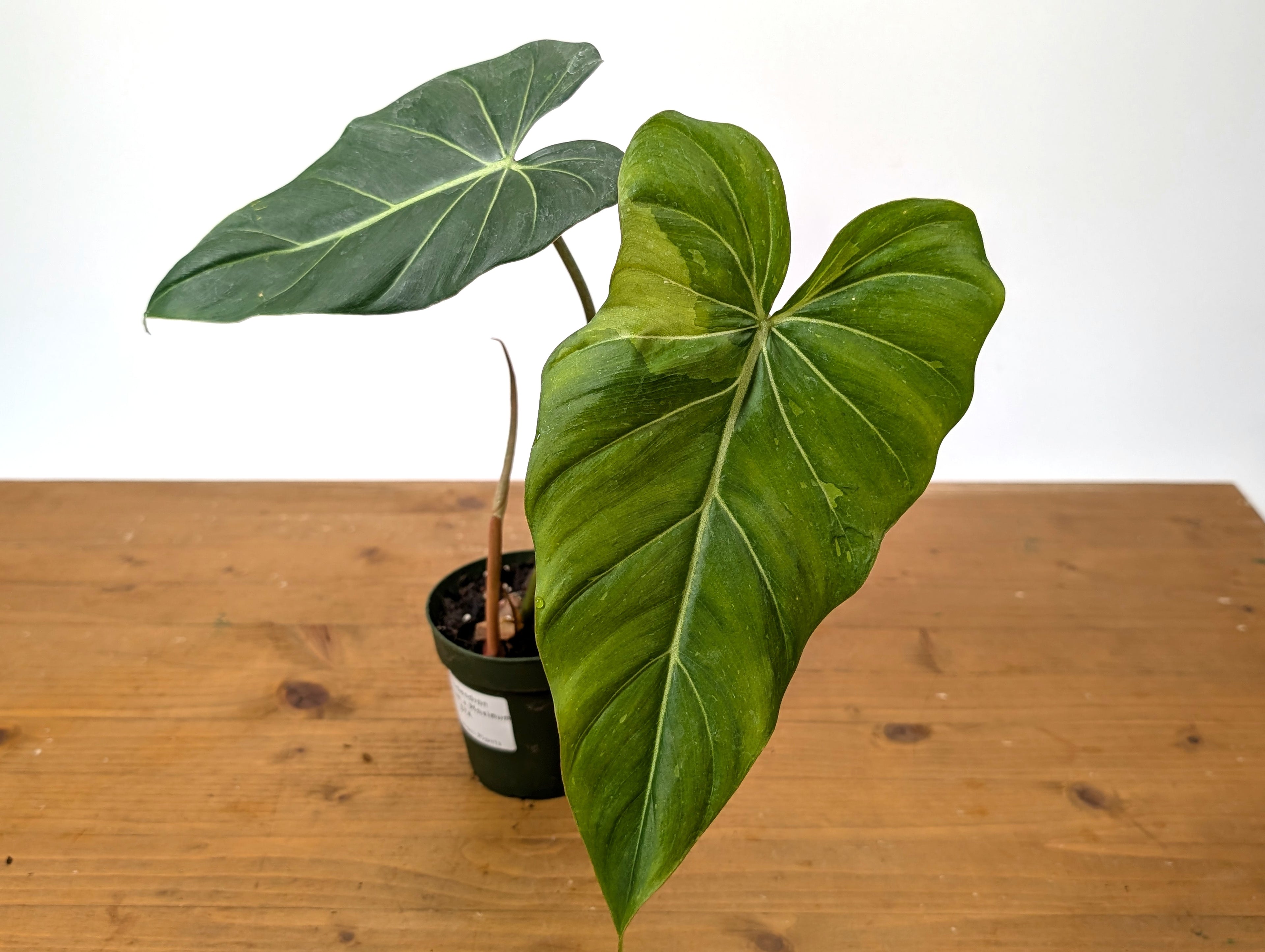 Philodendron Gloriosum x Maximum Variegated EXACT Plant 4 Inch Pot - One of a Kind