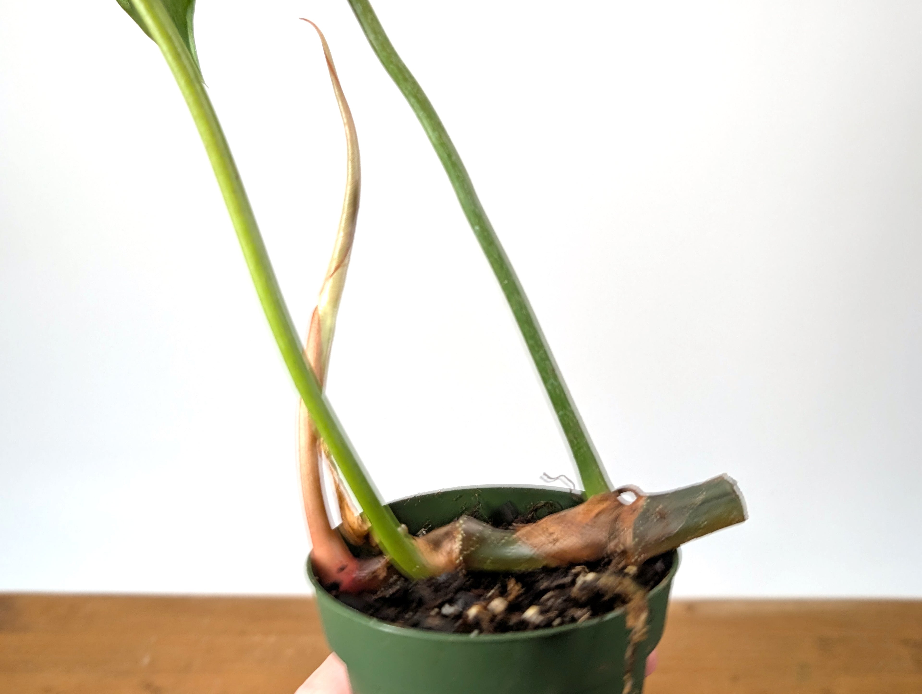 Philodendron Gloriosum x Maximum Variegated EXACT Plant 4 Inch Pot - One of a Kind