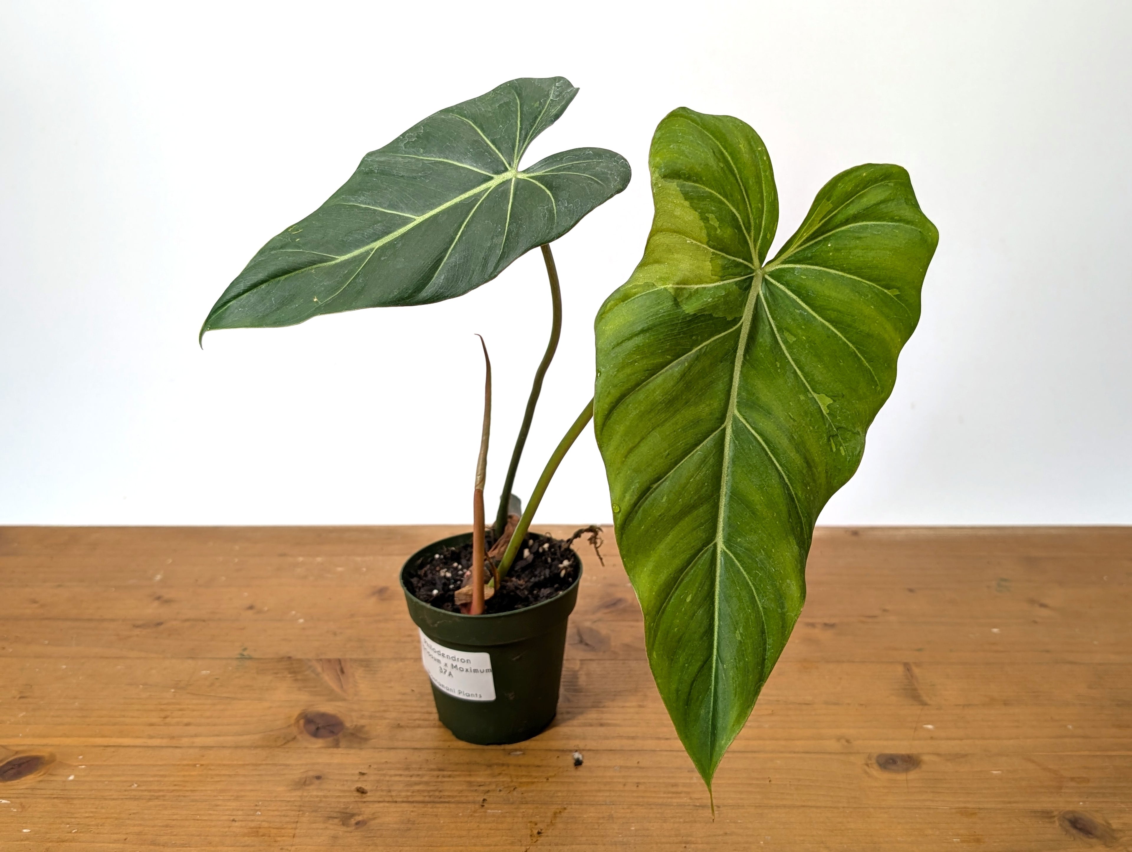 Philodendron Gloriosum x Maximum Variegated EXACT Plant 4 Inch Pot - One of a Kind