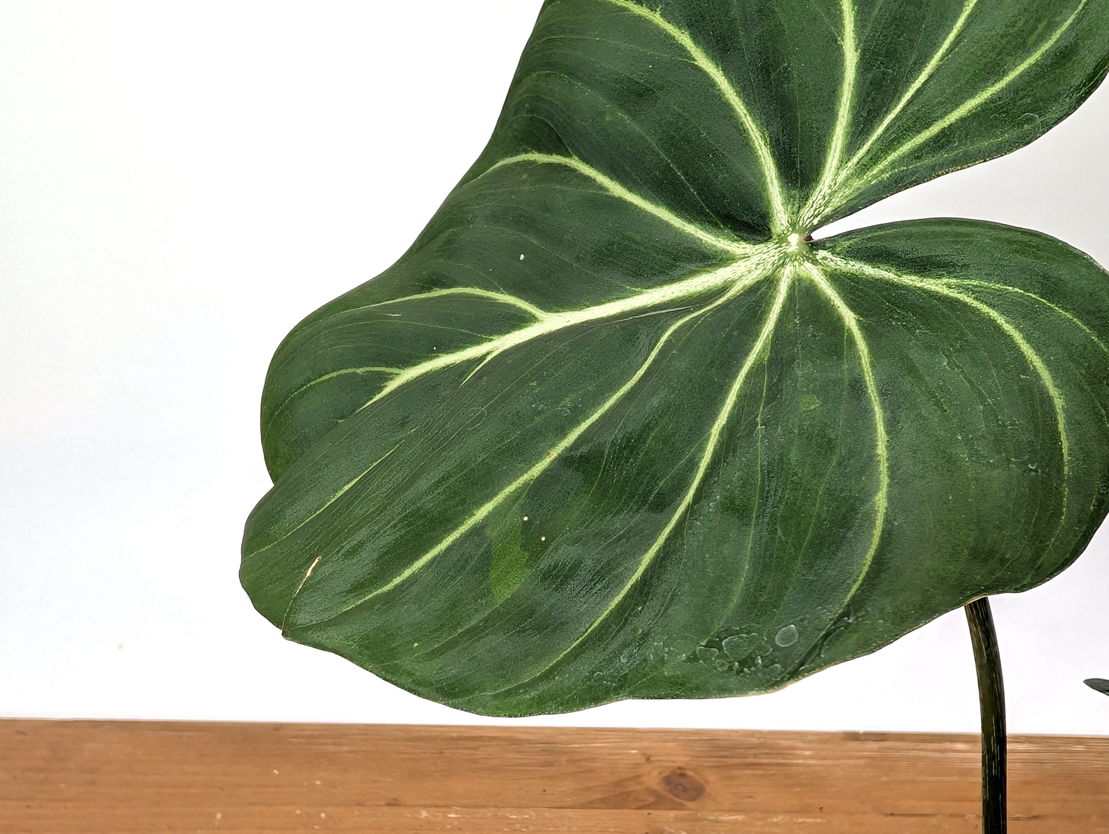 EXACT Philodendron Gloriosum Variegated Multiple Growth Points - 4 Inch Pot -