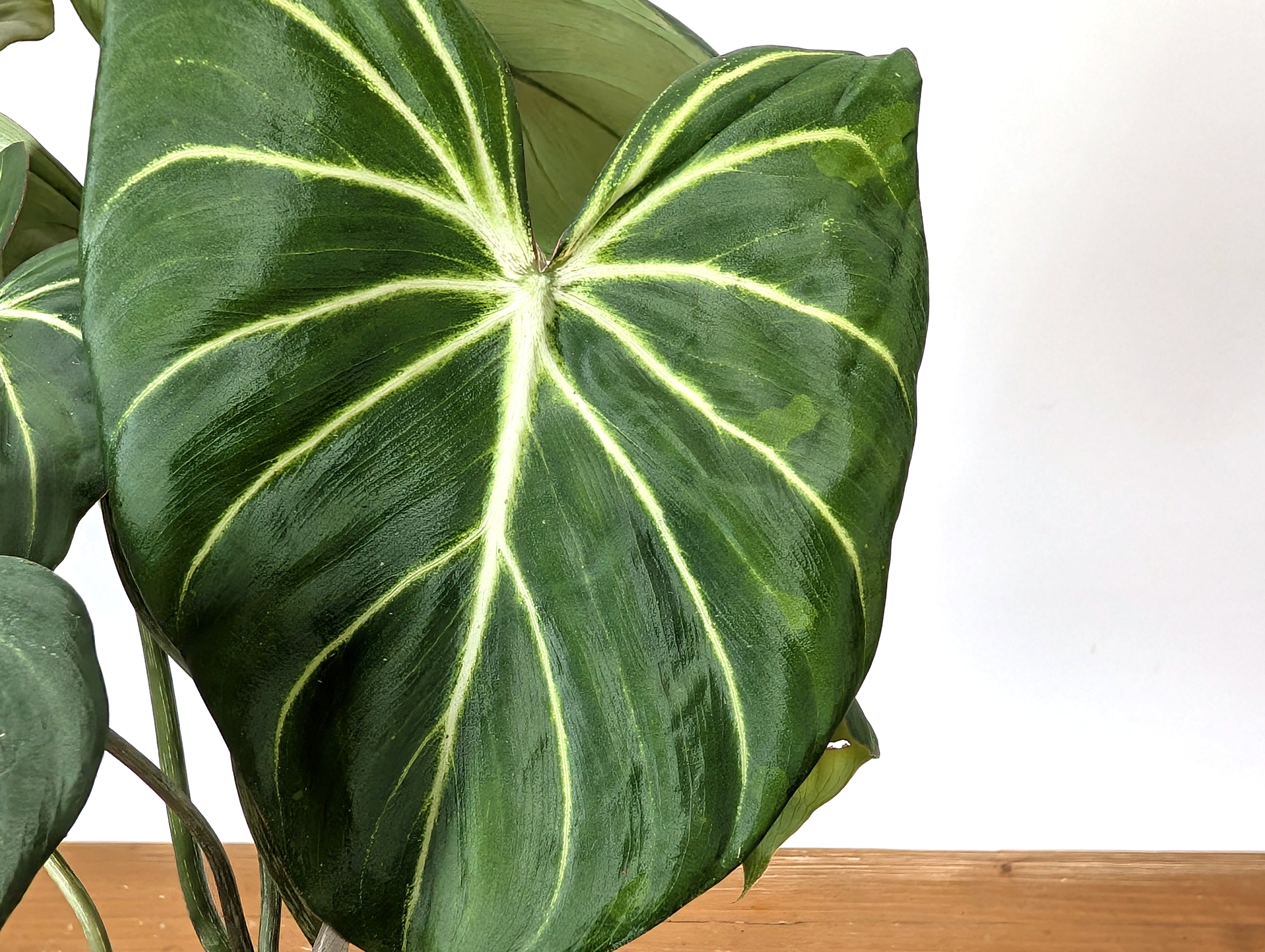 EXACT Philodendron Gloriosum Variegated Multiple Growth Points - 4 Inch Pot -