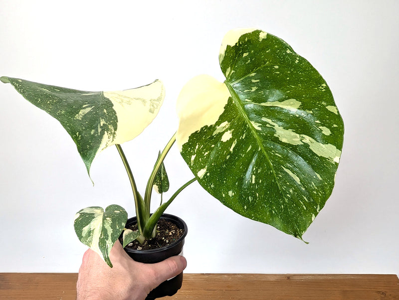 Monstera Thai Constellation - High Color