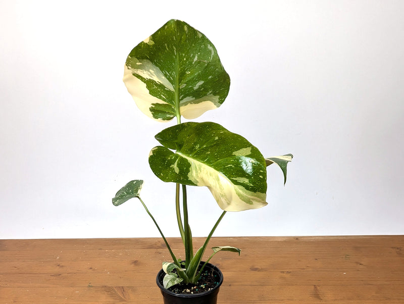Monstera Thai Constellation - High Color